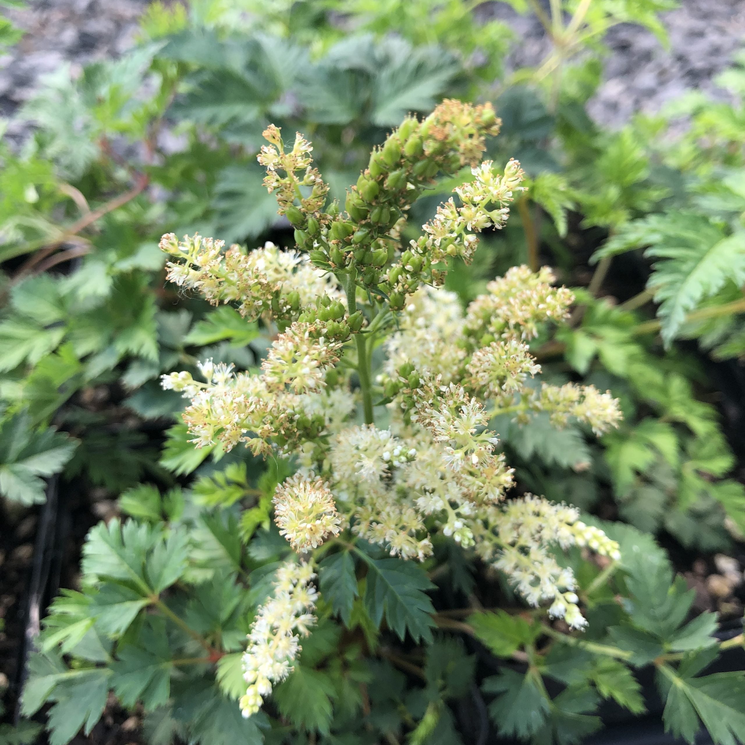 Aruncus aethusifolius - Dwarf Goat's Beard (4.5" Pot) - Image 3