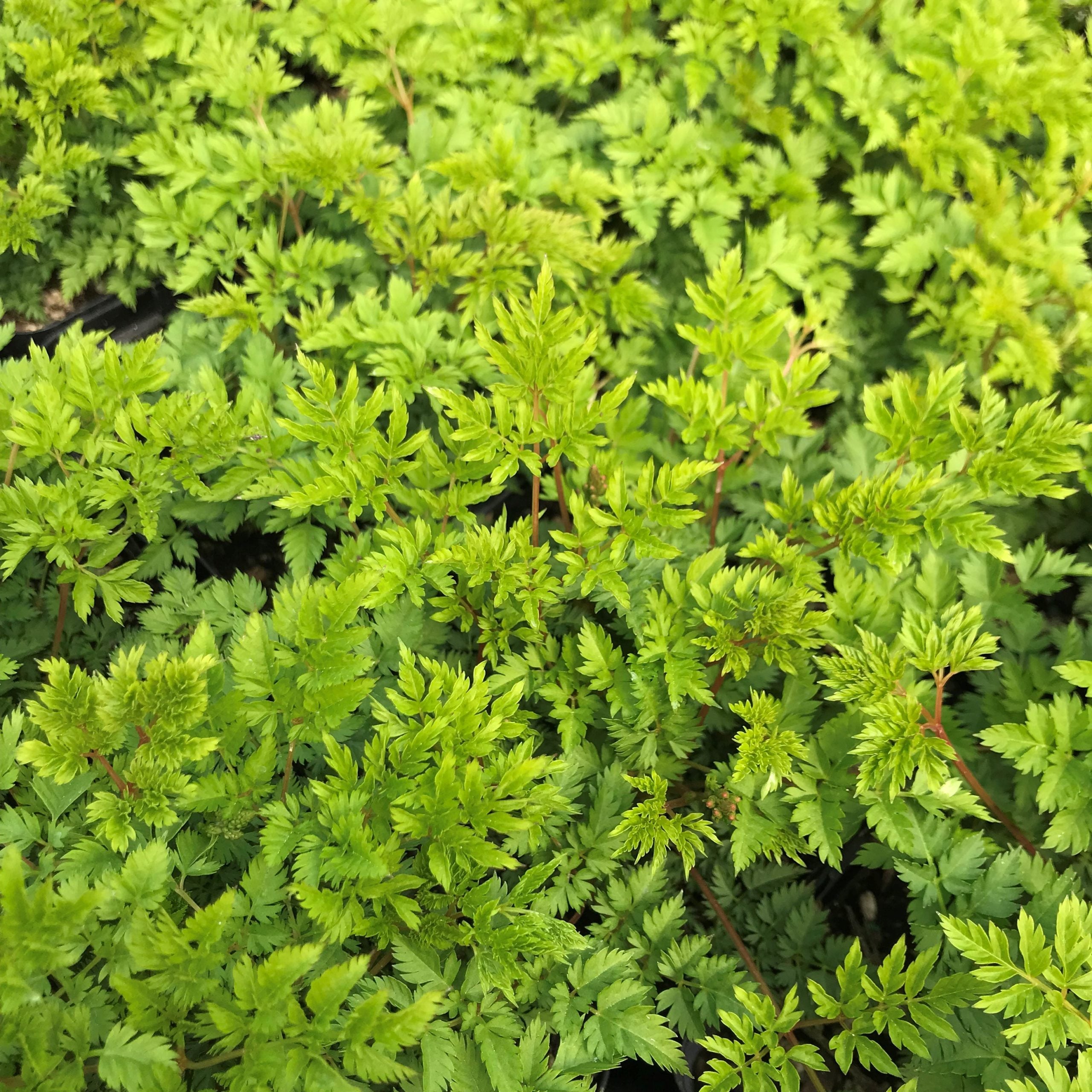 Aruncus aethusifolius - Dwarf Goat's Beard (4.5" Pot) - Image 4