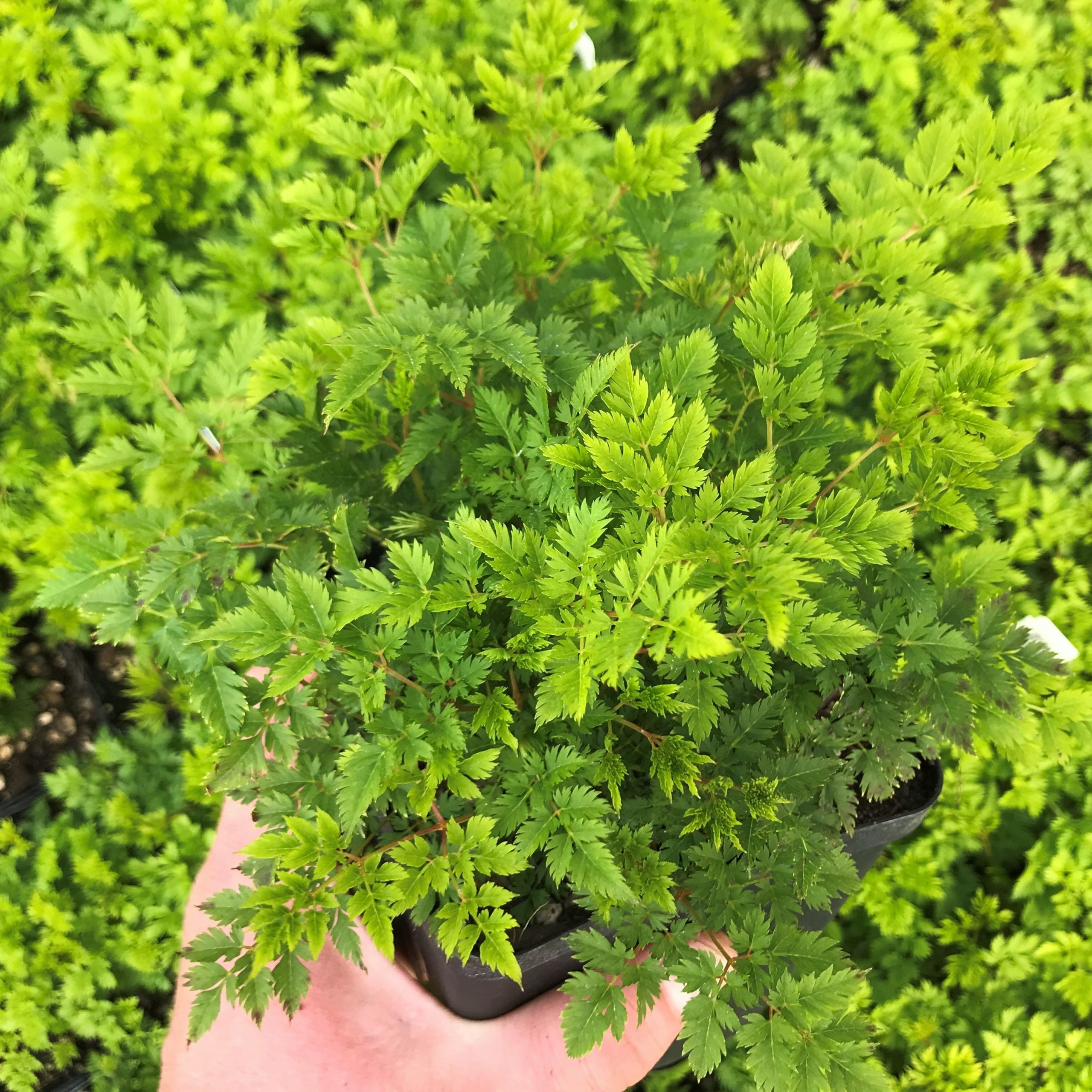 Aruncus aethusifolius - Dwarf Goat's Beard (4.5" Pot) - Image 2