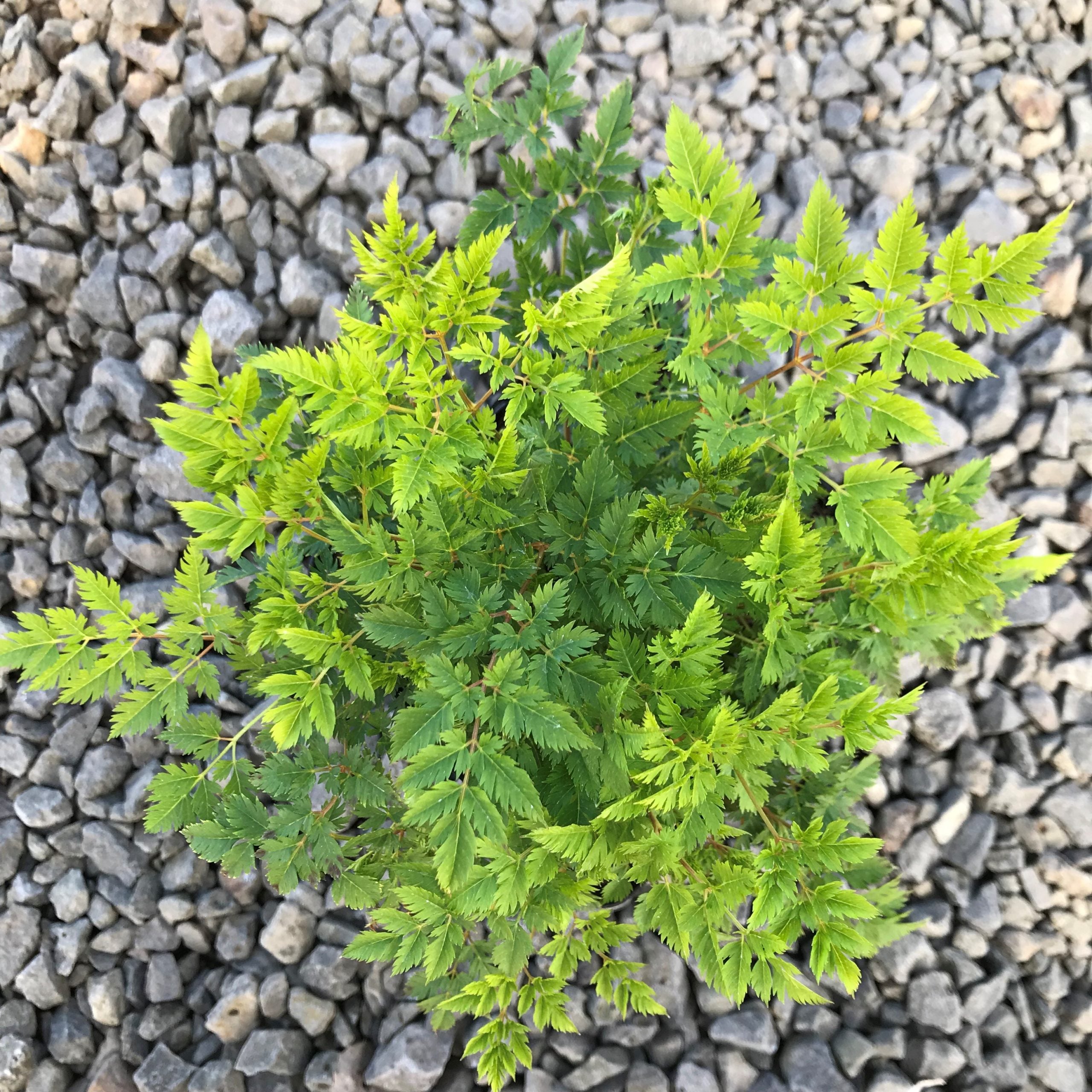 Aruncus aethusifolius - Dwarf Goat's Beard (4.5" Pot) - Image 6