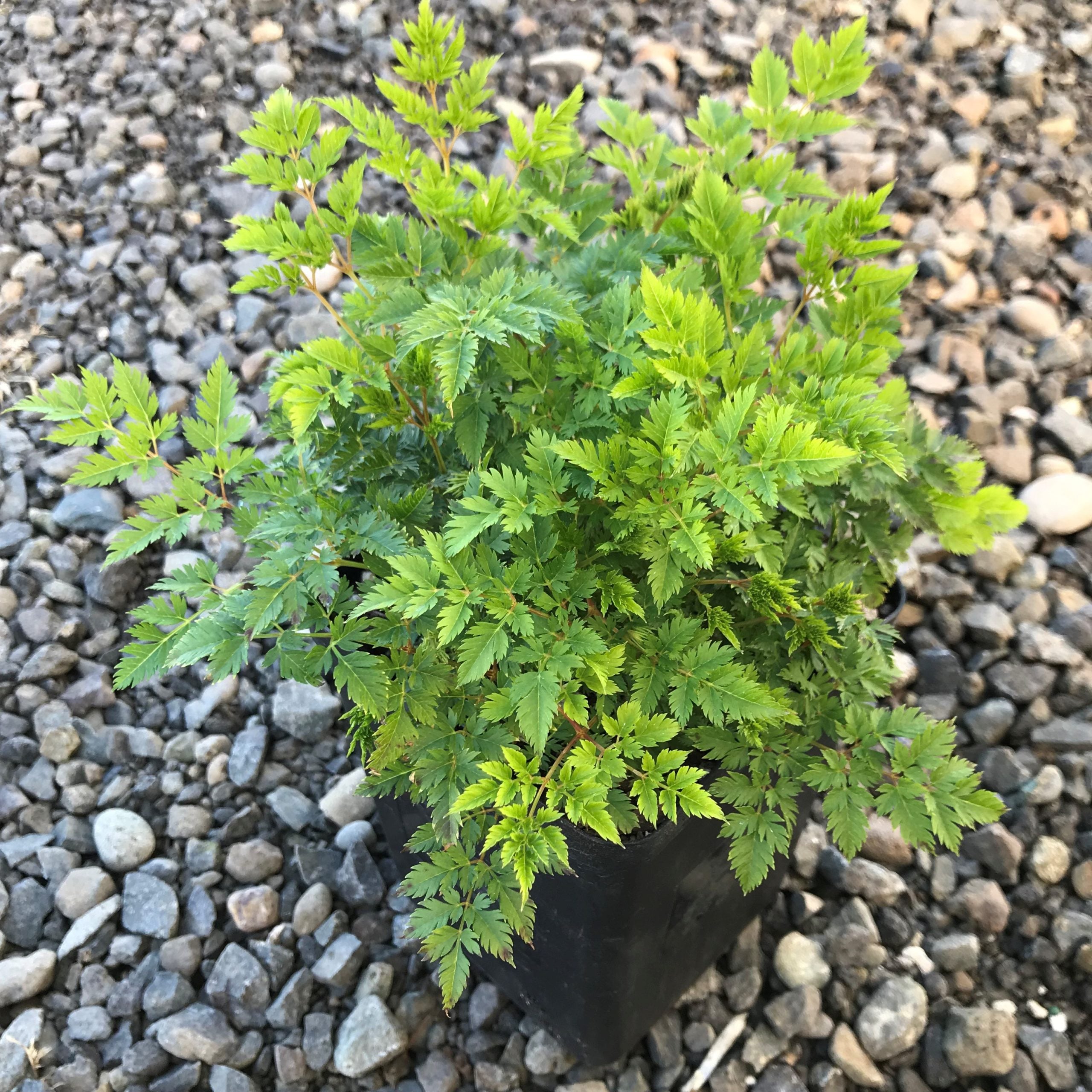 Aruncus aethusifolius - Dwarf Goat's Beard (4.5" Pot) - Image 5