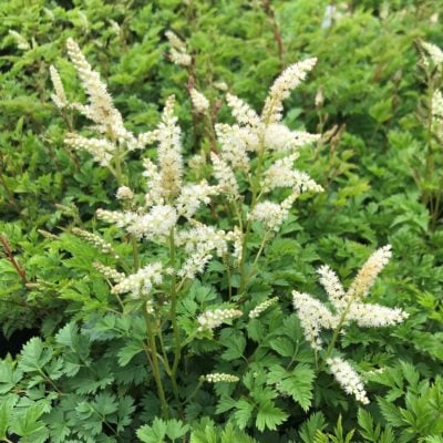 Aruncus aethusifolius - Dwarf Goat's Beard (4.5" Pot)