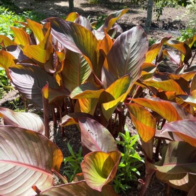 Canna 'Australia' - Canna Lily (Gallon Pot)