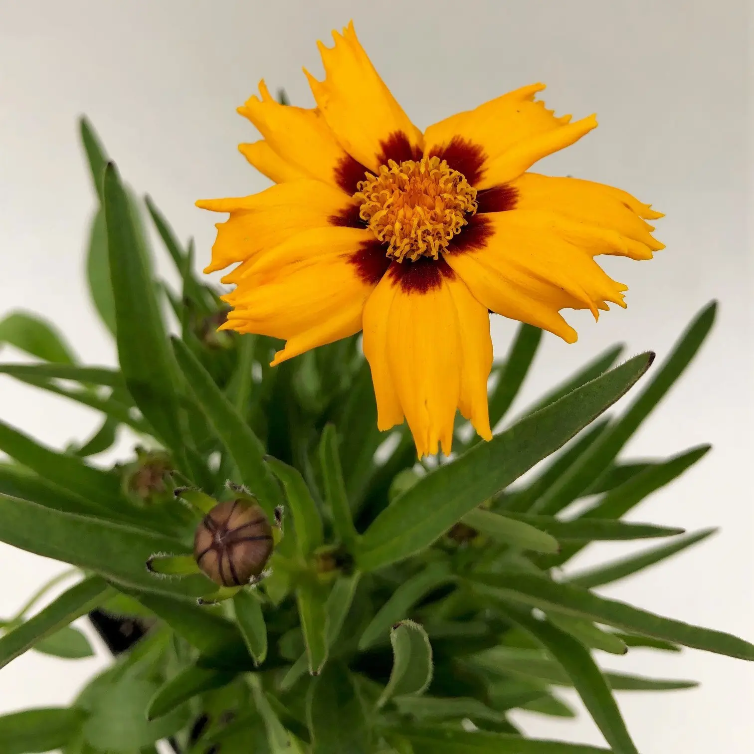 Coreopsis grandiflora 'Baby Sun' - Tickseed (4