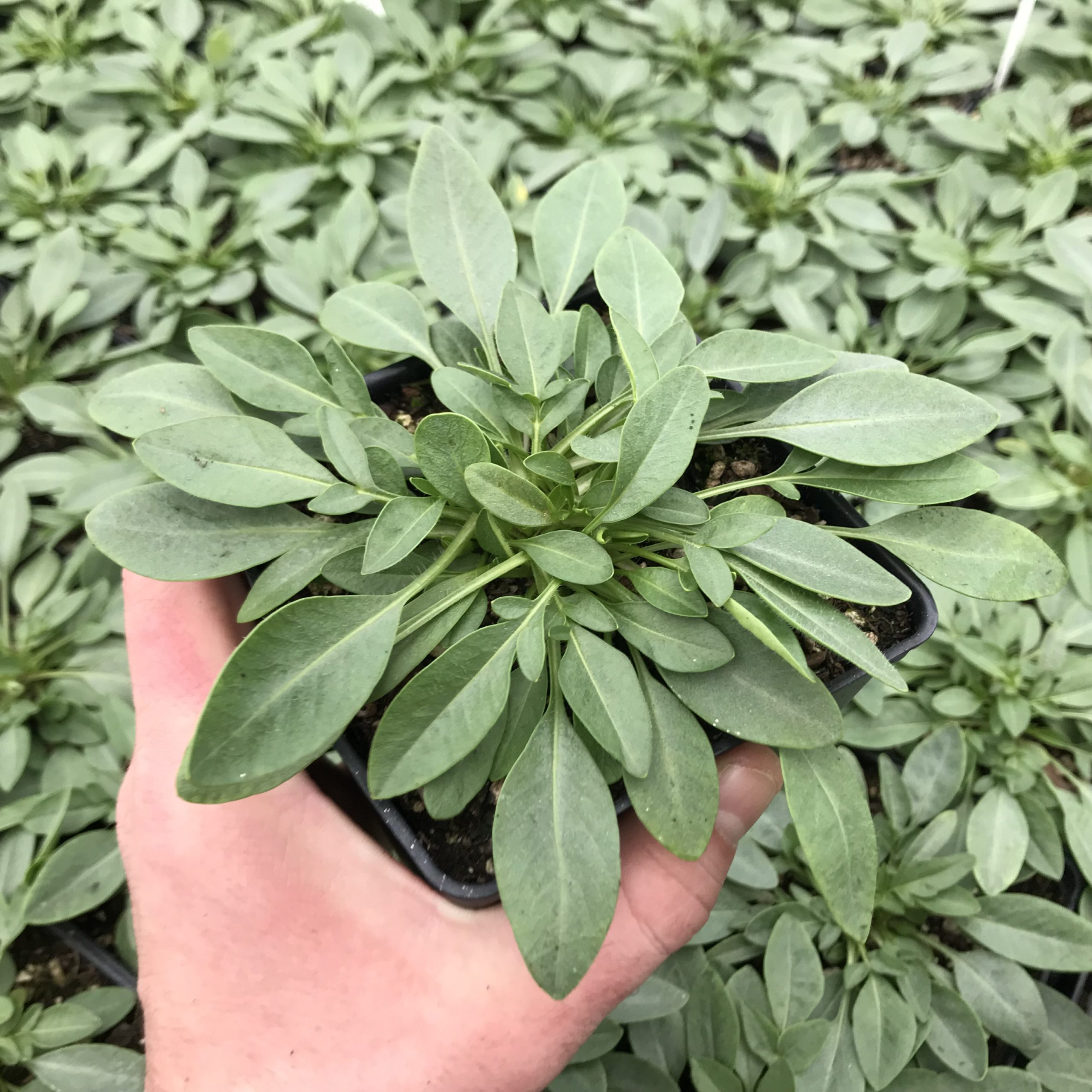 Coreopsis grandiflora 'Baby Sun' - Tickseed (4" Pot) - Image 3