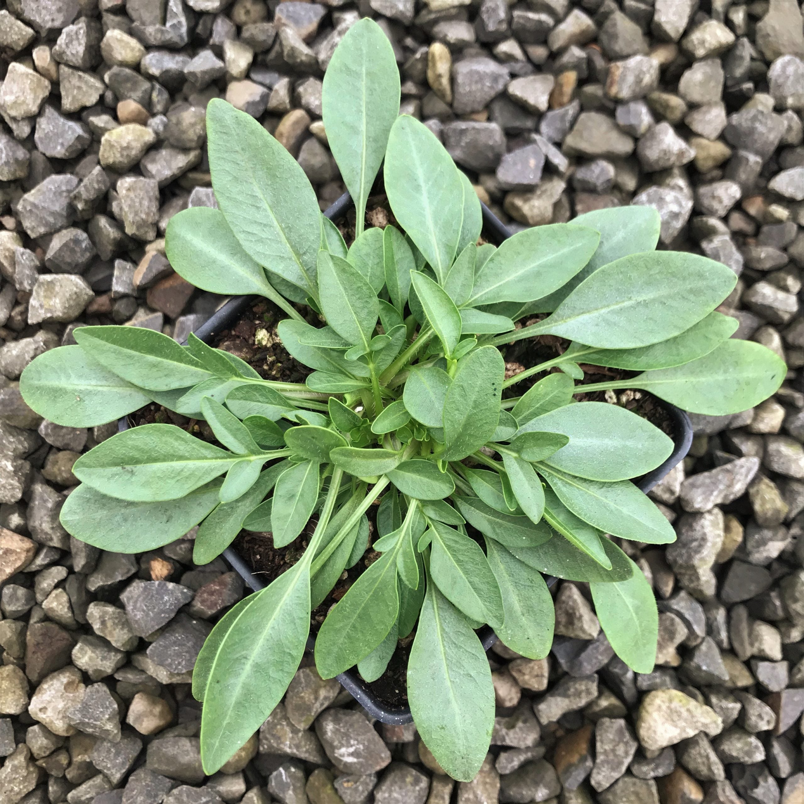 Coreopsis grandiflora 'Baby Sun' - Tickseed (4" Pot) - Image 4