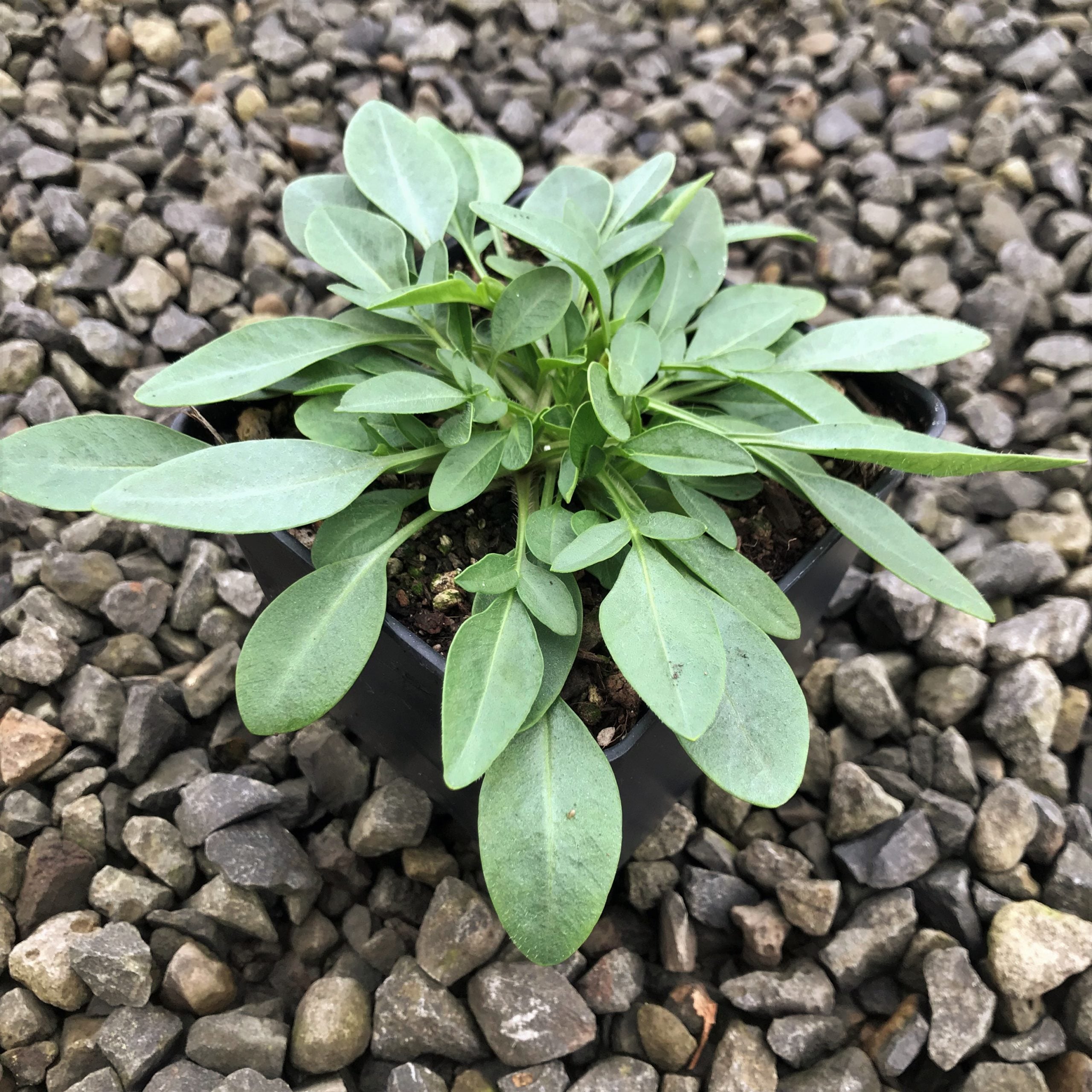 Coreopsis grandiflora 'Baby Sun' - Tickseed (4" Pot) - Image 5