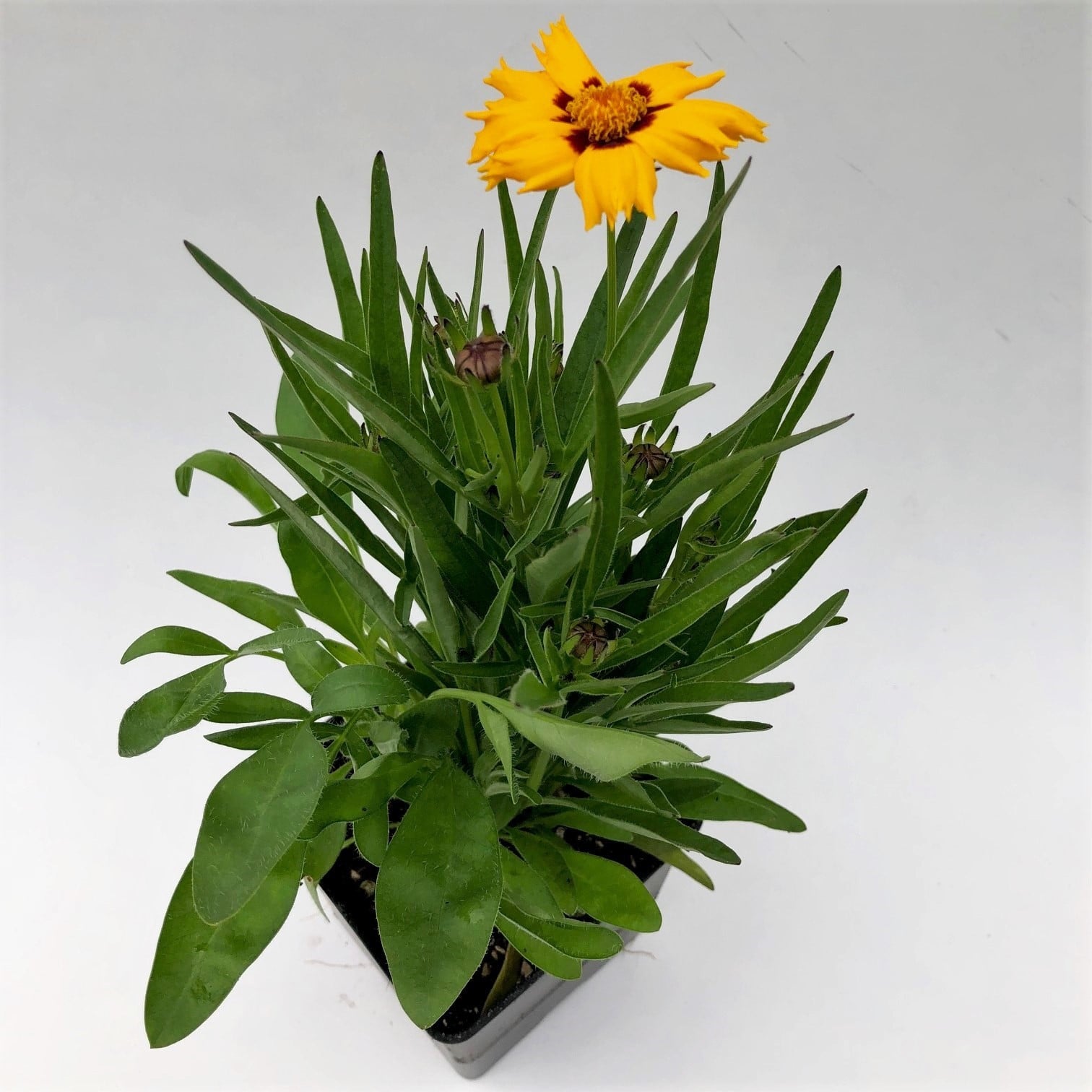 Coreopsis grandiflora 'Baby Sun' - Tickseed (4" Pot) - Image 2