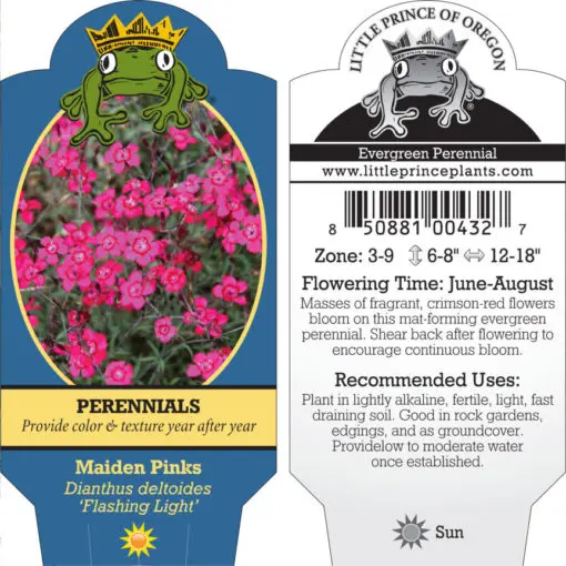 Dianthus deltoides 'Flashing Light' - Maiden Pinks (4