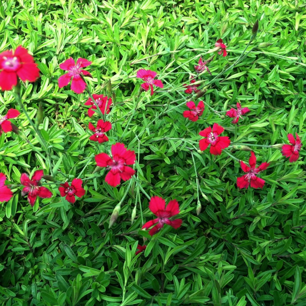 Dianthus deltoides 'Flashing Light' - Maiden Pinks (4