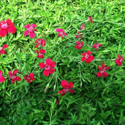 Dianthus deltoides 'Flashing Light' - Maiden Pinks (4" Pot)