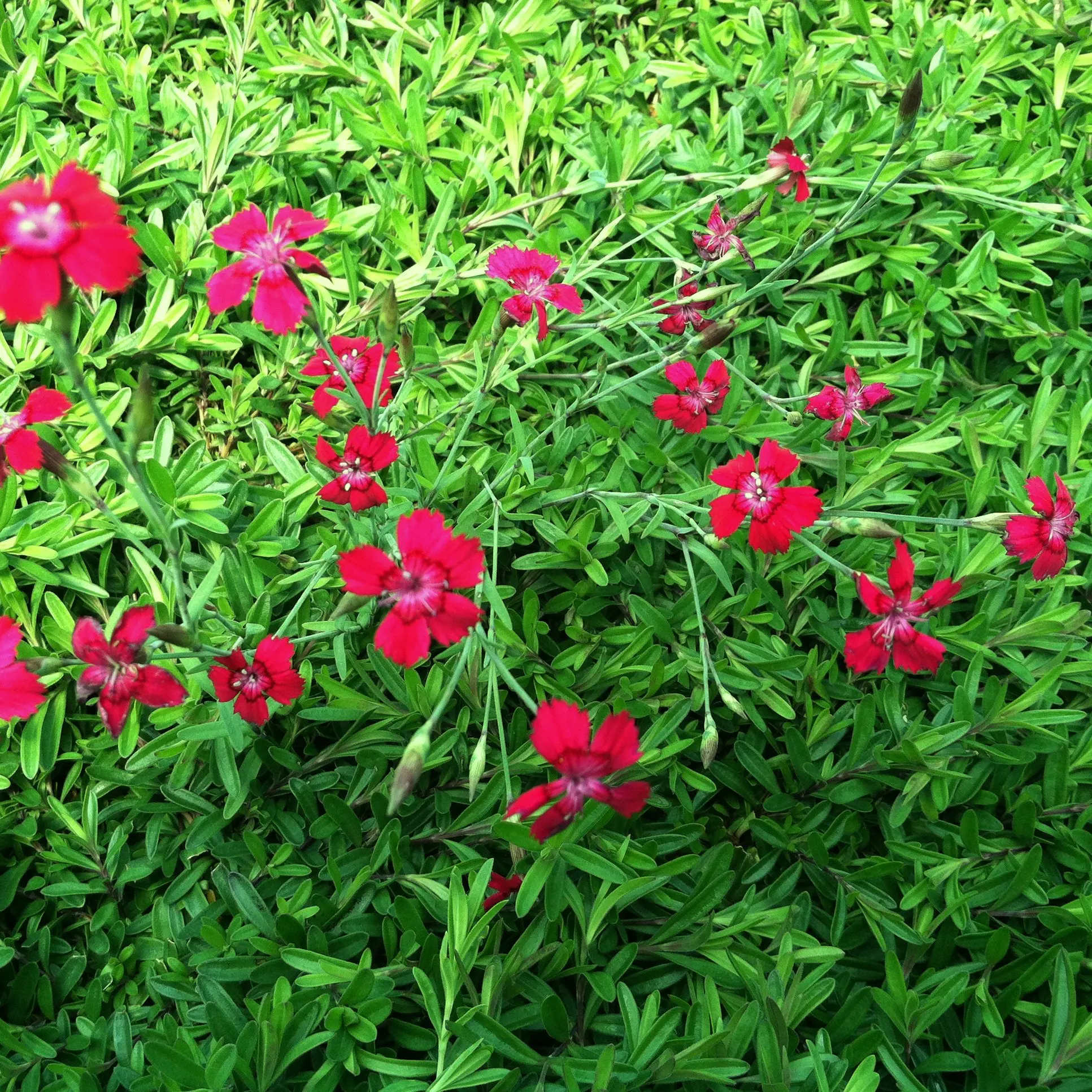 Dianthus-deltoides-Flashing-