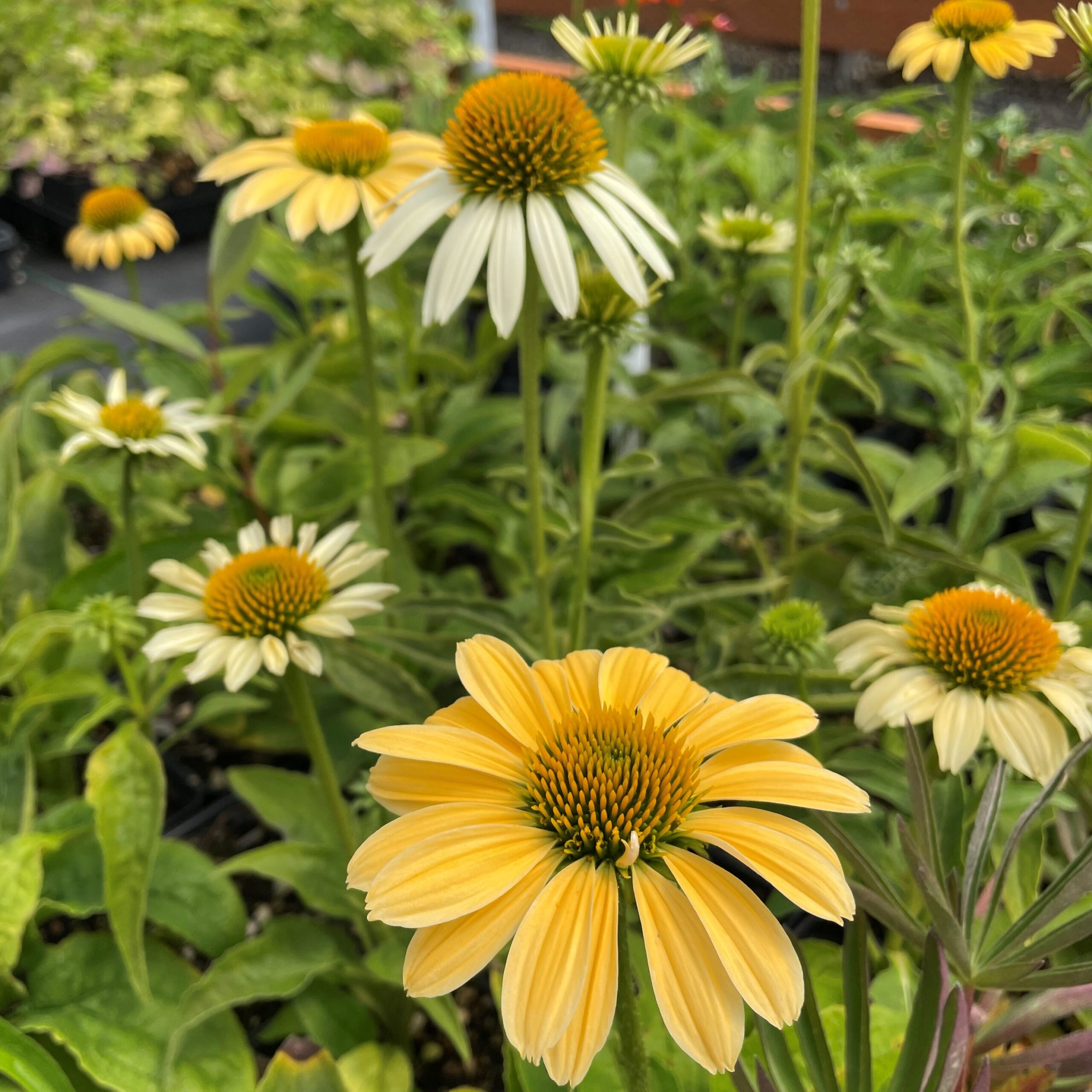 Echinacea purpurea 'Mellow Yellows' - Coneflower (4" Pot) - Image 2