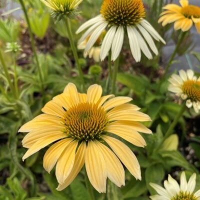 Echinacea purpurea 'Mellow Yellows' - Coneflower (4" Pot)