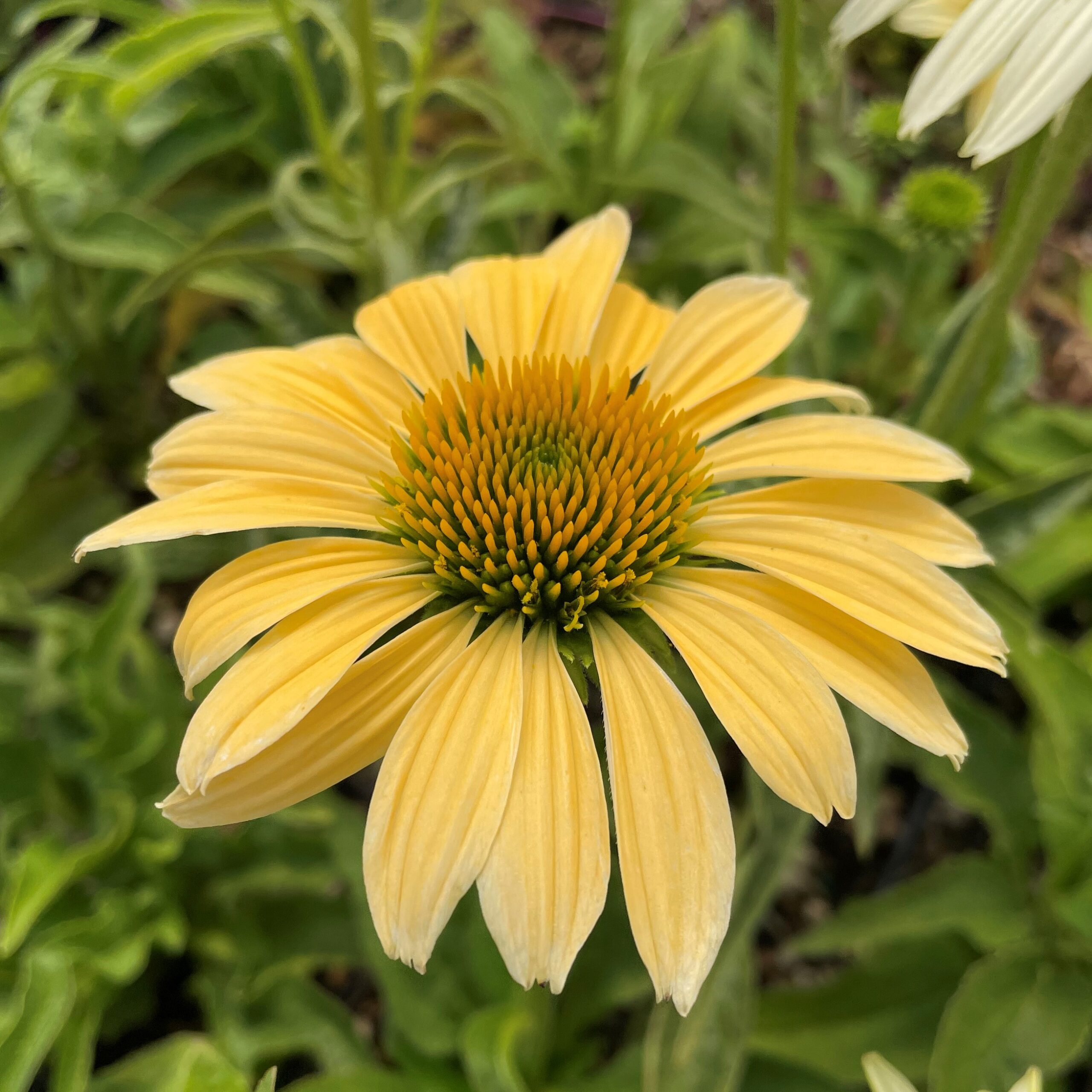 Echinacea purpurea 'Mellow Yellows' - Coneflower (4" Pot) - Image 3