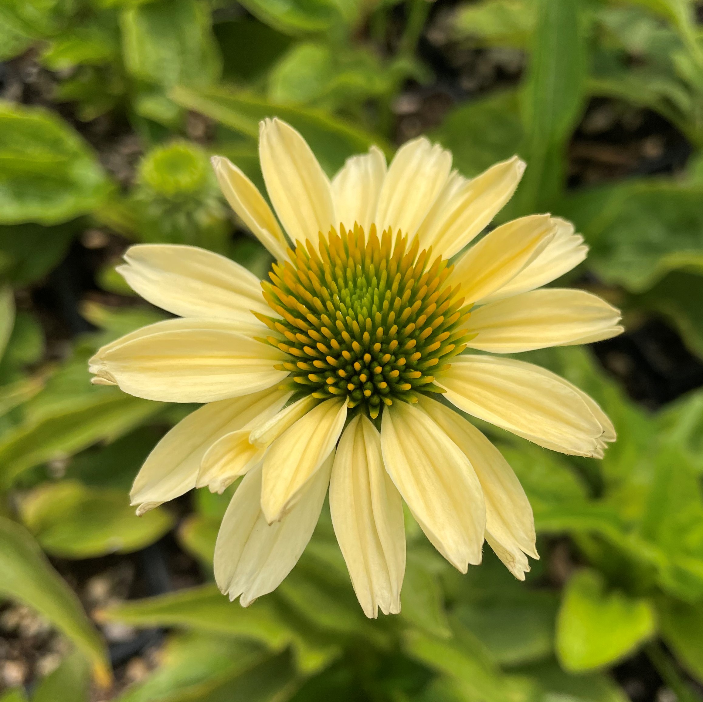 Echinacea purpurea 'Mellow Yellows' - Coneflower (4" Pot) - Image 4