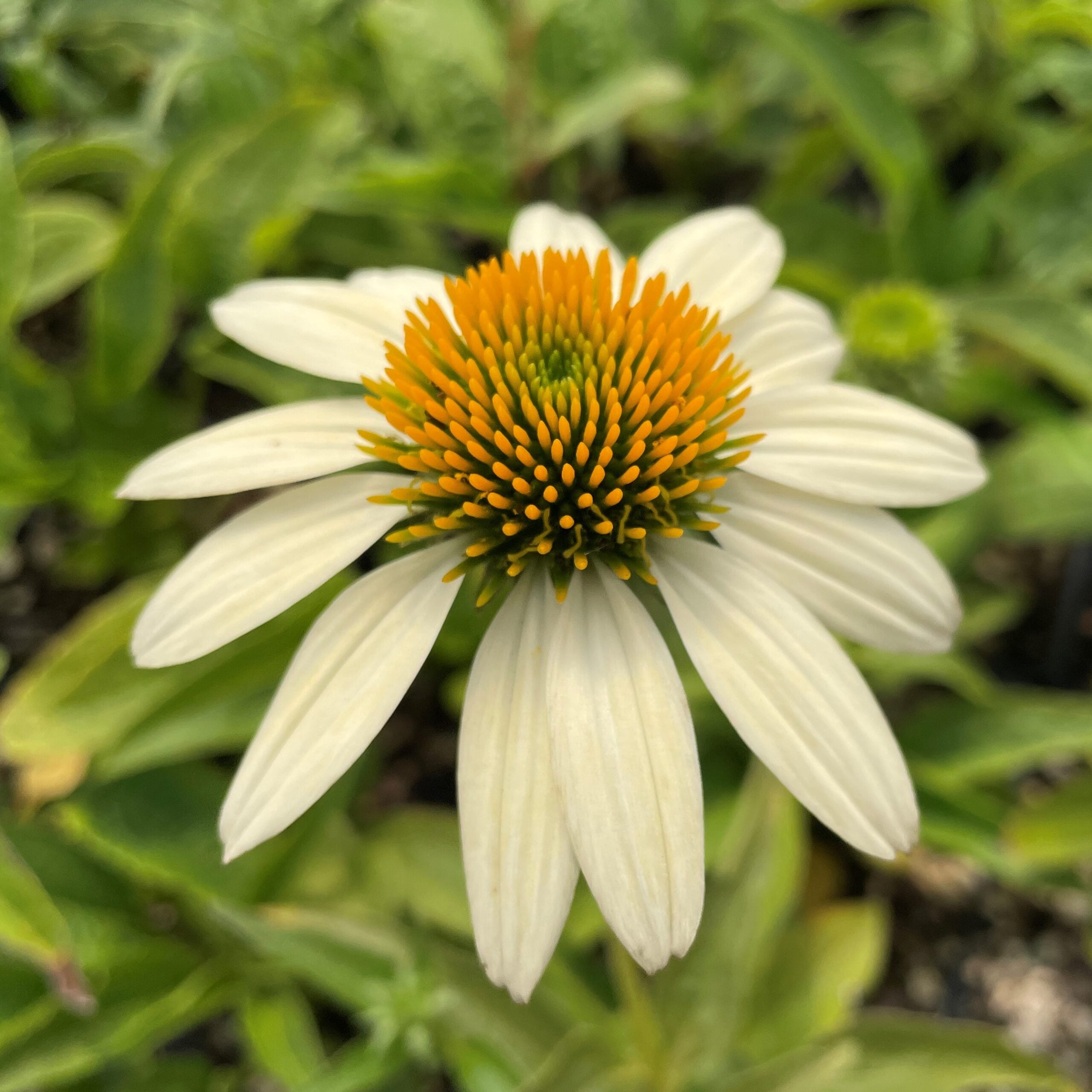 Echinacea purpurea 'Mellow Yellows' - Coneflower (4" Pot) - Image 5