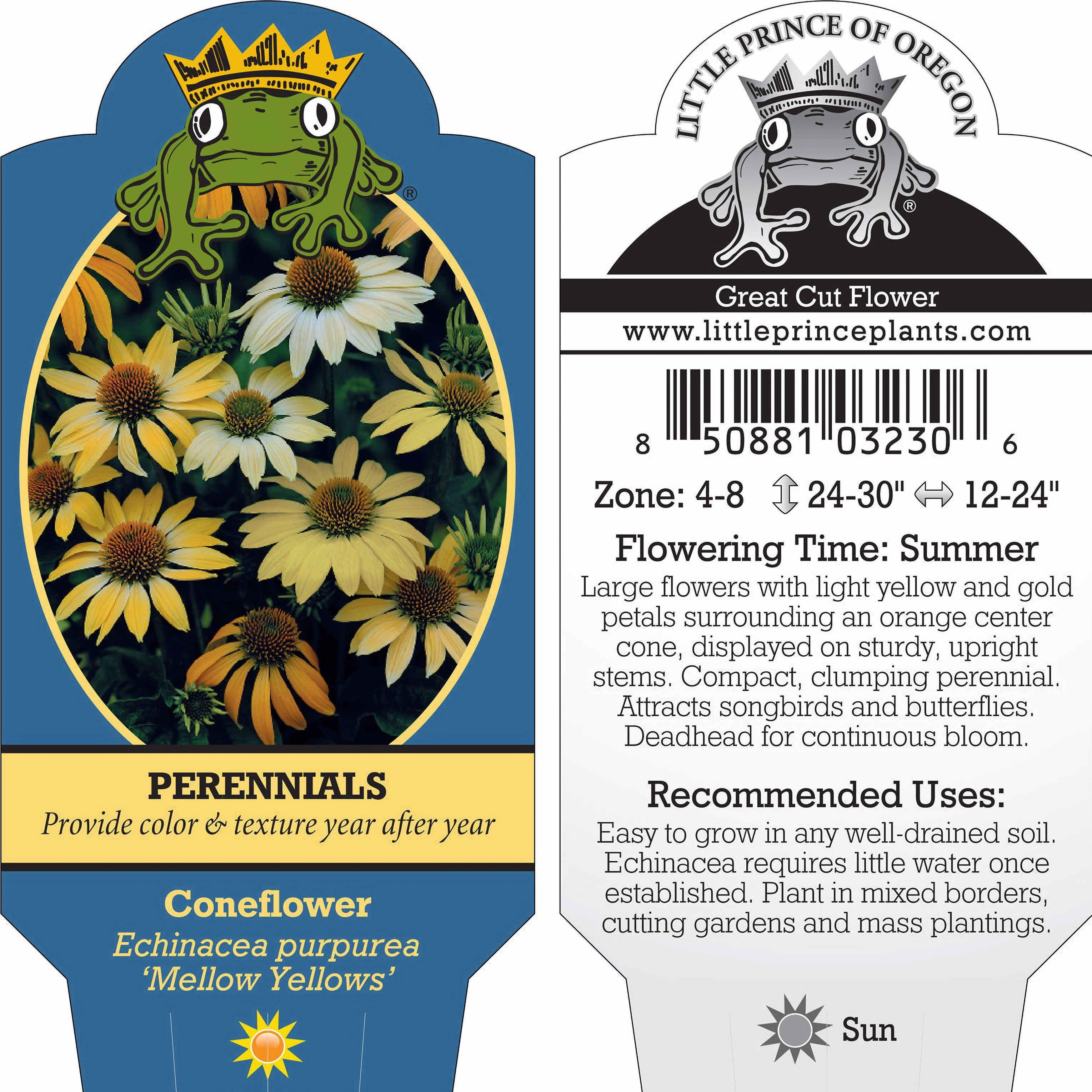 Echinacea purpurea 'Mellow Yellows' - Coneflower (4" Pot) - Image 9