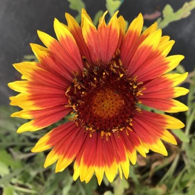 Gaillardia x grandiflora 'Arizona Sun' - Blanket Flower (4" Pot)