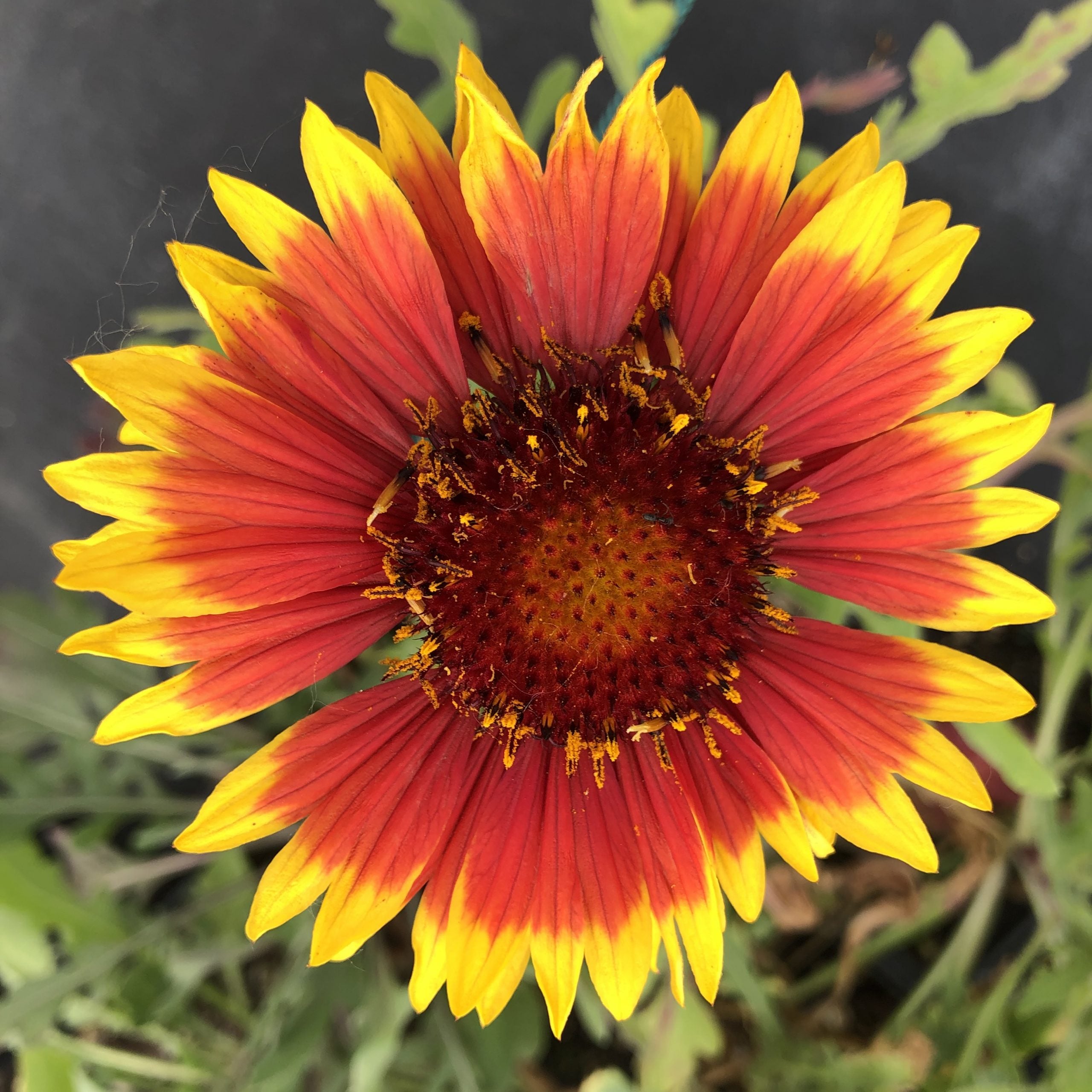 Gaillardia x grandiflora 'Arizona Sun' - Blanket Flower (4" Pot)