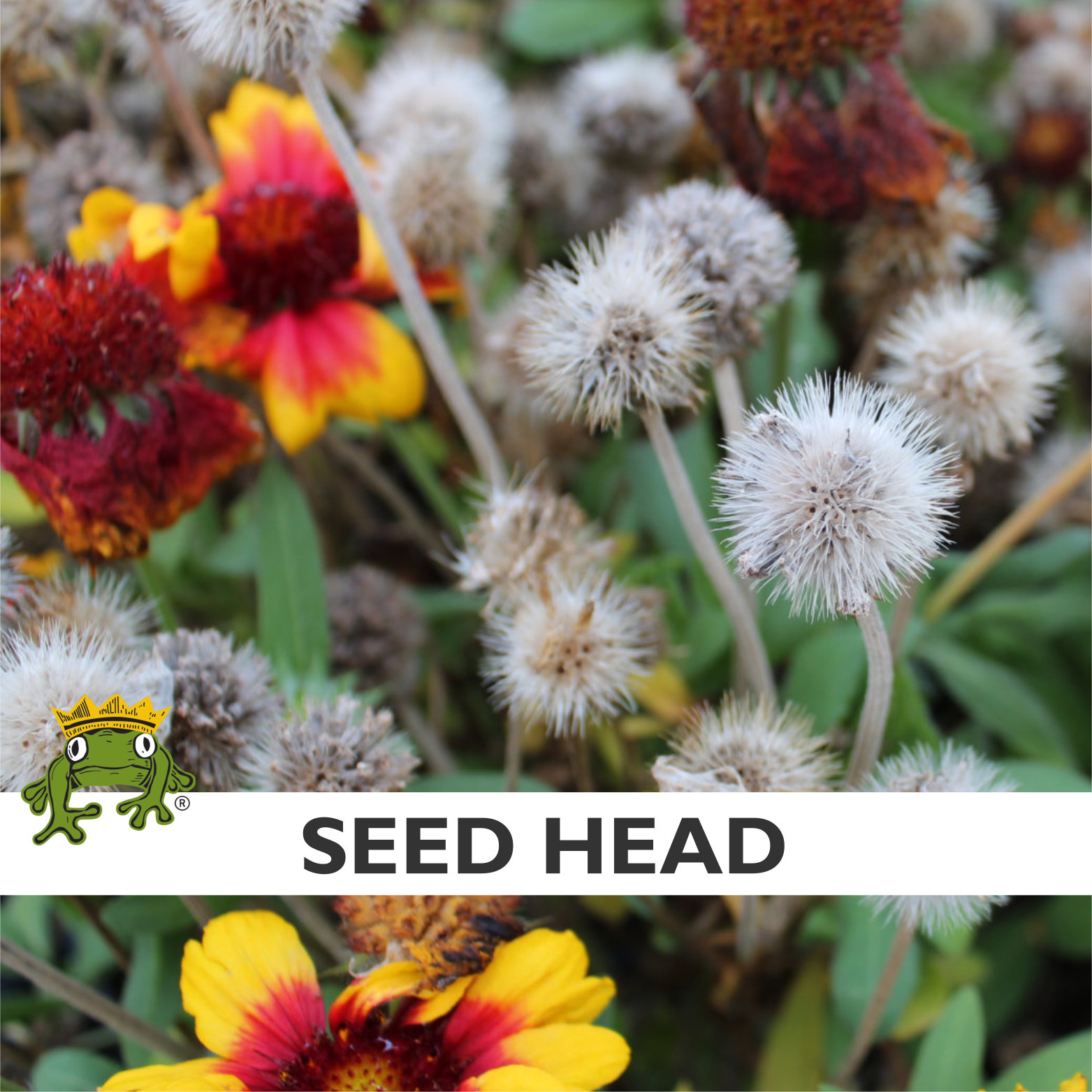 Gaillardia x grandiflora 'Arizona Sun' - Blanket Flower (4" Pot) - Image 2