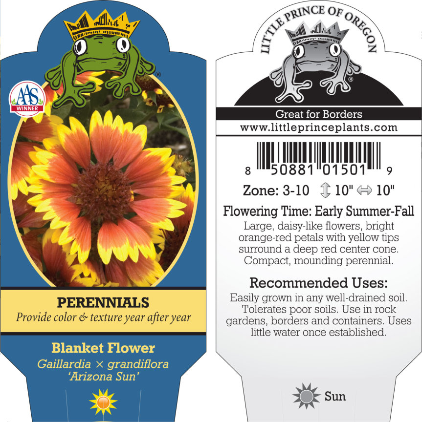 Gaillardia x grandiflora 'Arizona Sun' - Blanket Flower (4" Pot) - Image 3