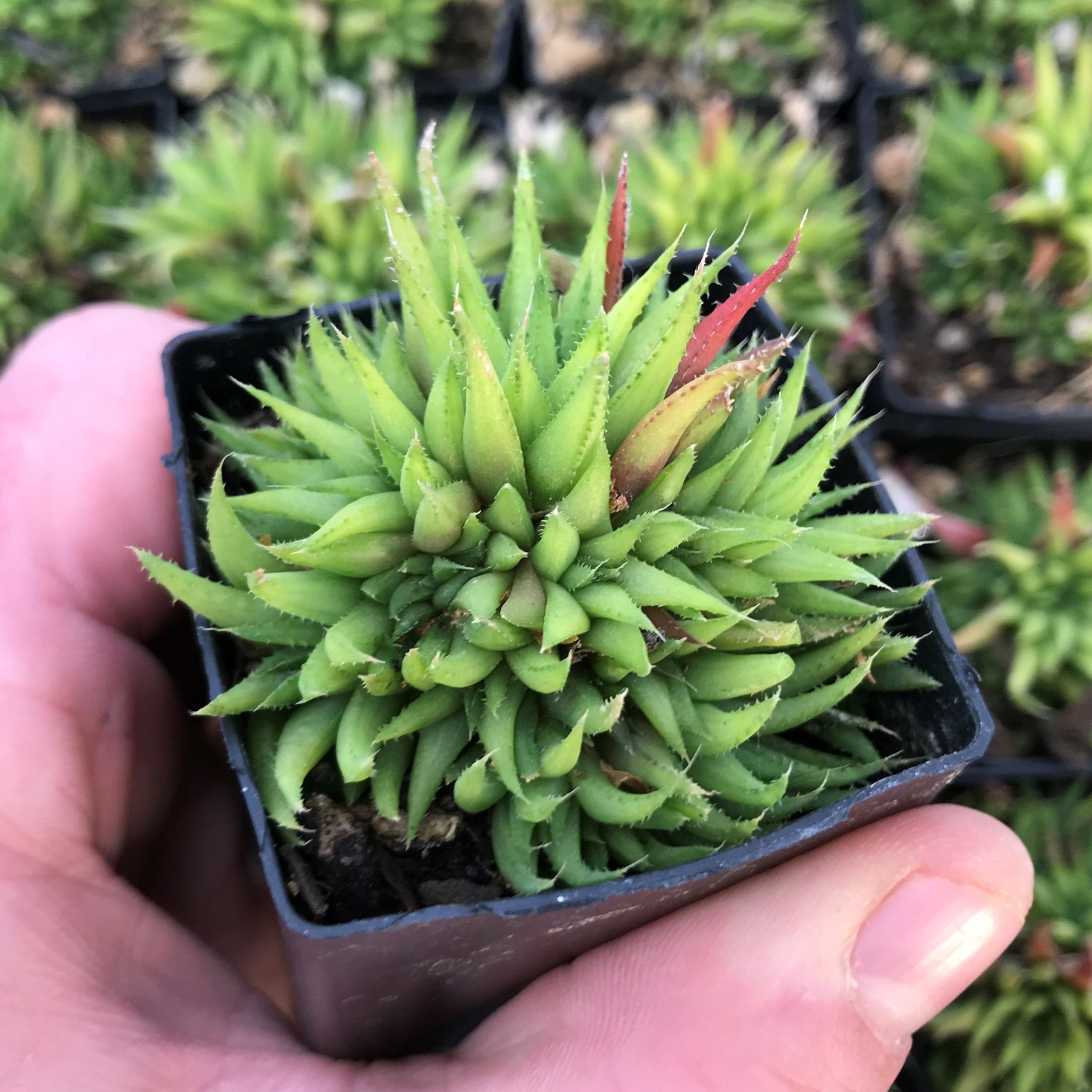Haworthia angustifolia (2" Pot)