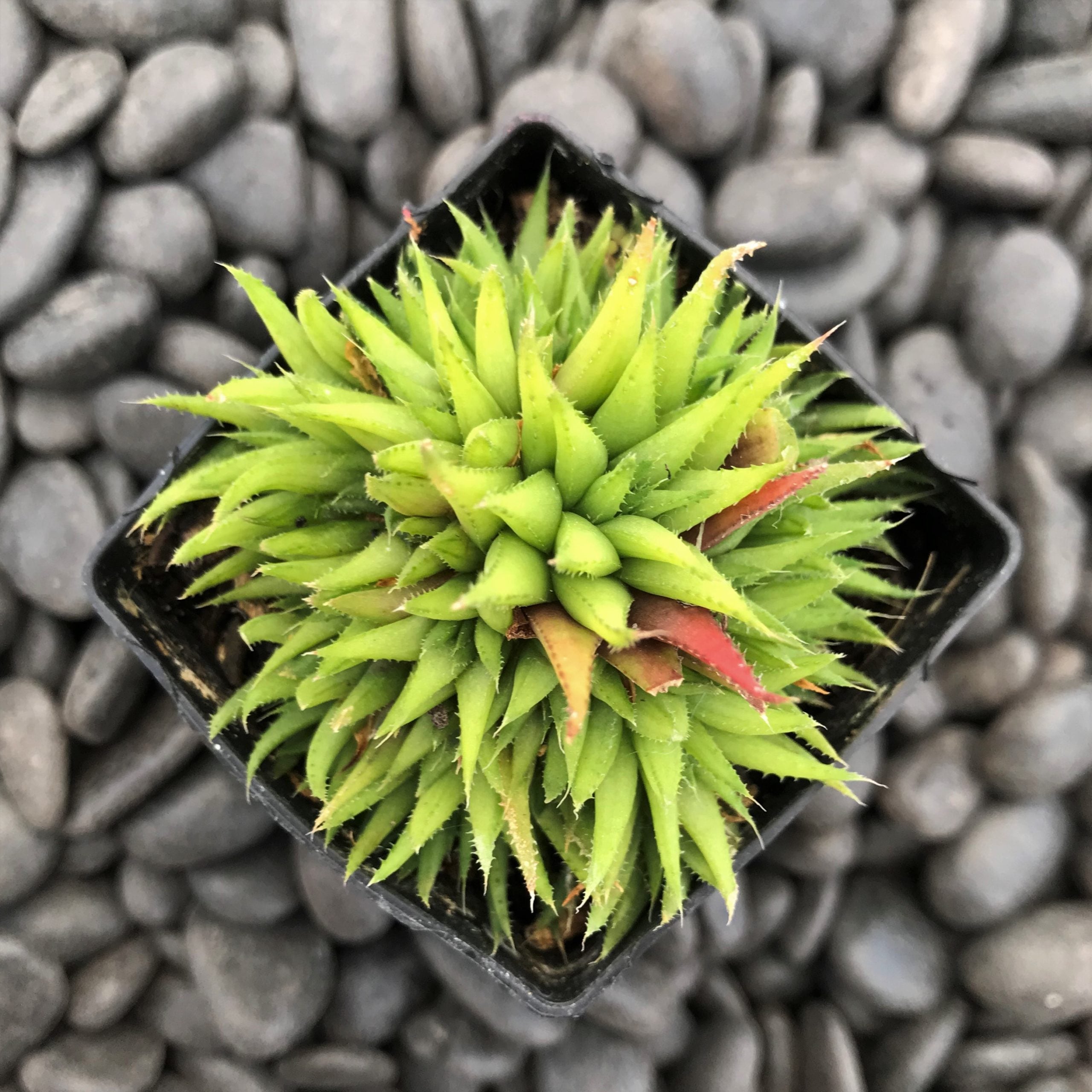 Haworthia angustifolia (2" Pot) - Image 3