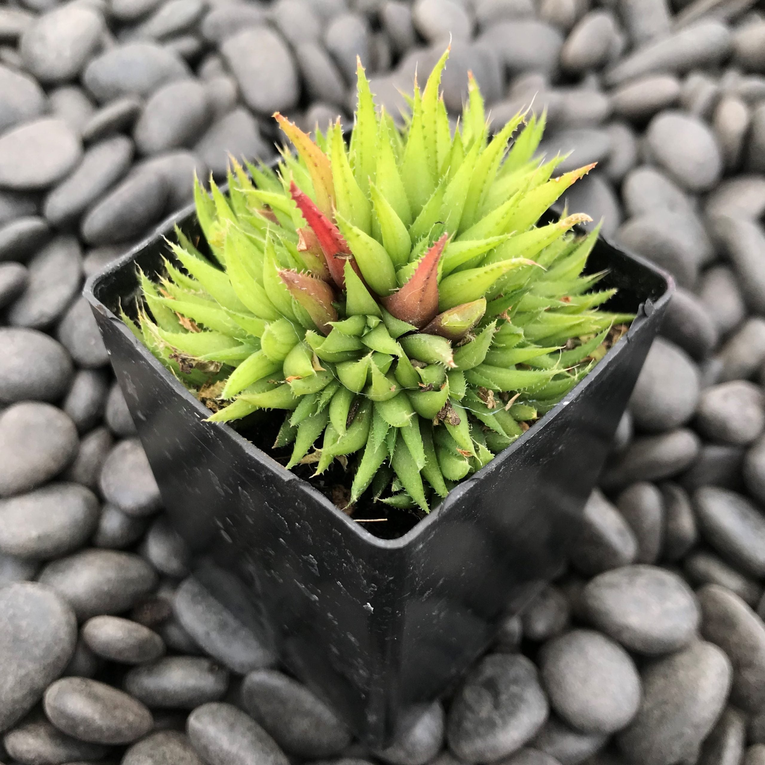 Haworthia angustifolia (2" Pot) - Image 2