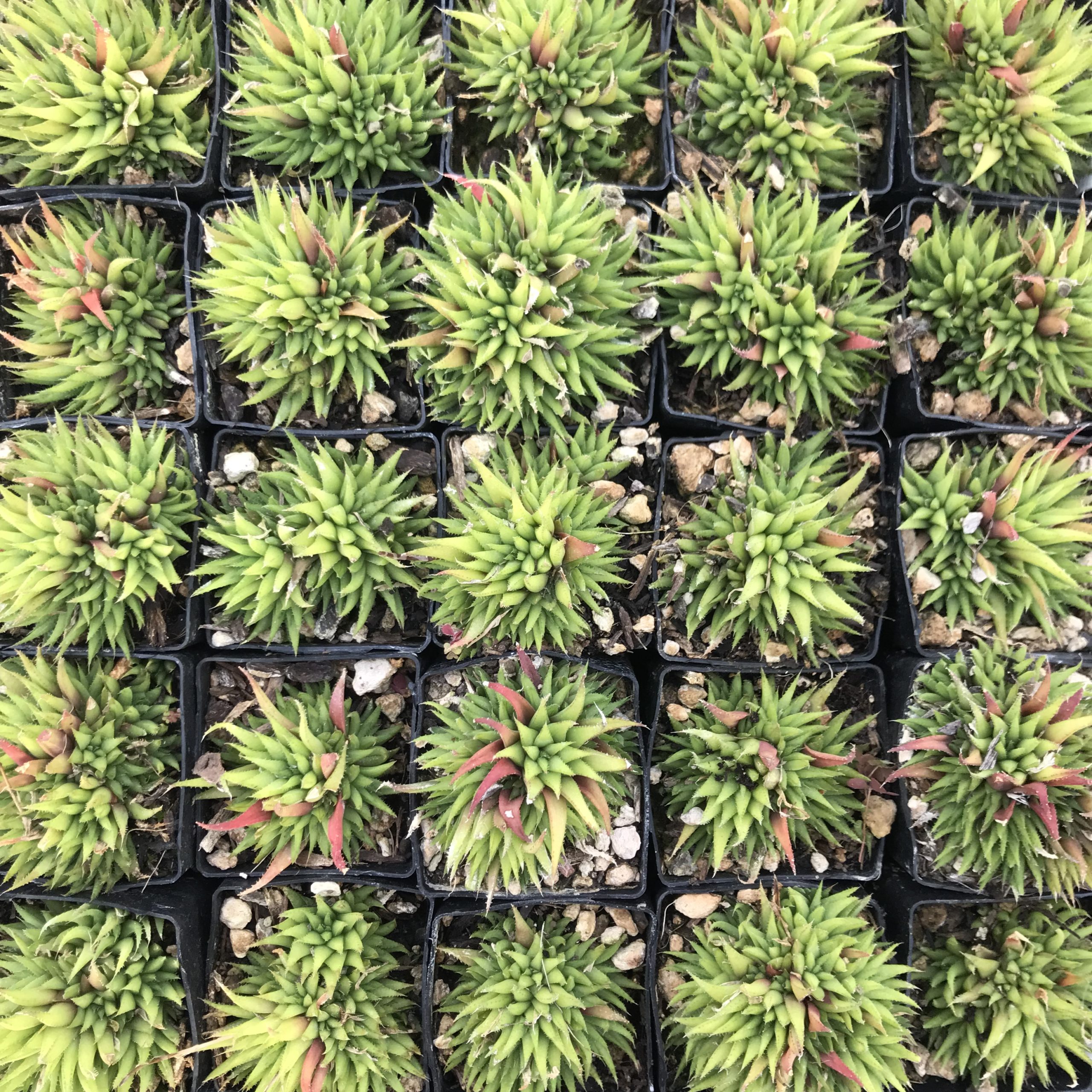 Haworthia angustifolia (2" Pot) - Image 4