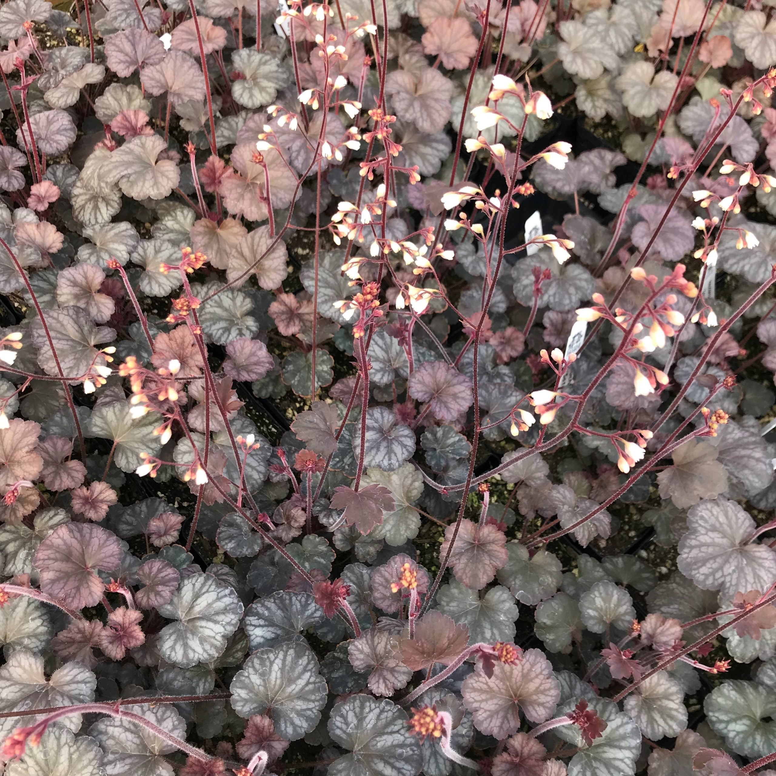 Heuchera 'Saturn' - Coral Bells (4.5" Pot) - Image 4