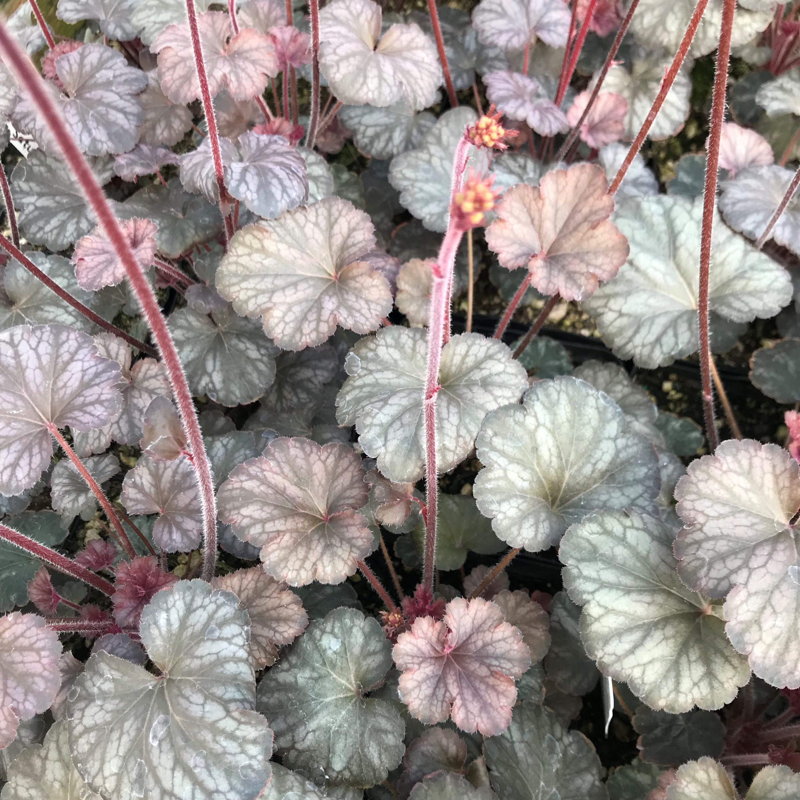 Heuchera 'Saturn' - Coral Bells (4.5" Pot)