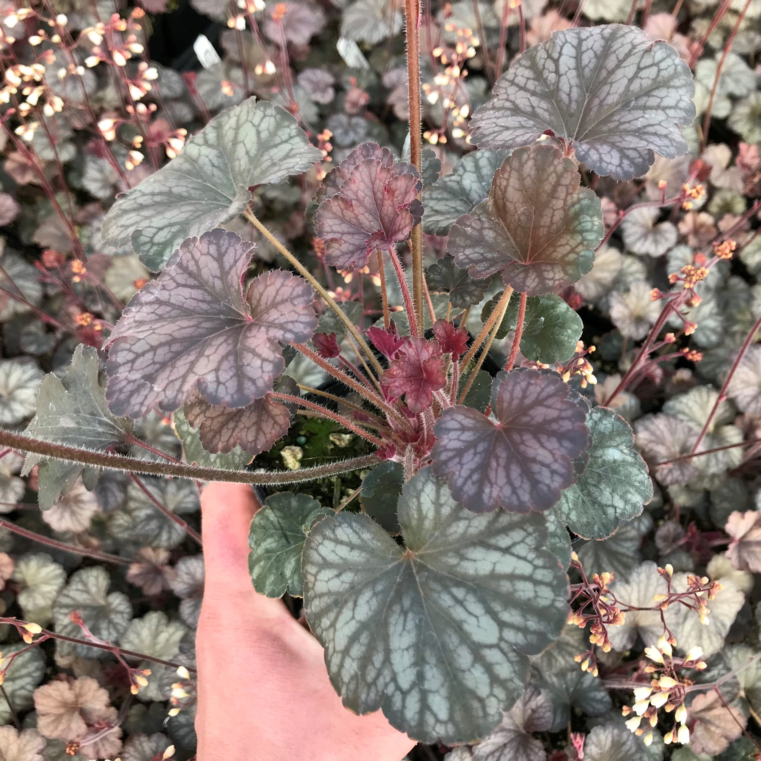 Heuchera 'Saturn' - Coral Bells (4.5" Pot) - Image 2