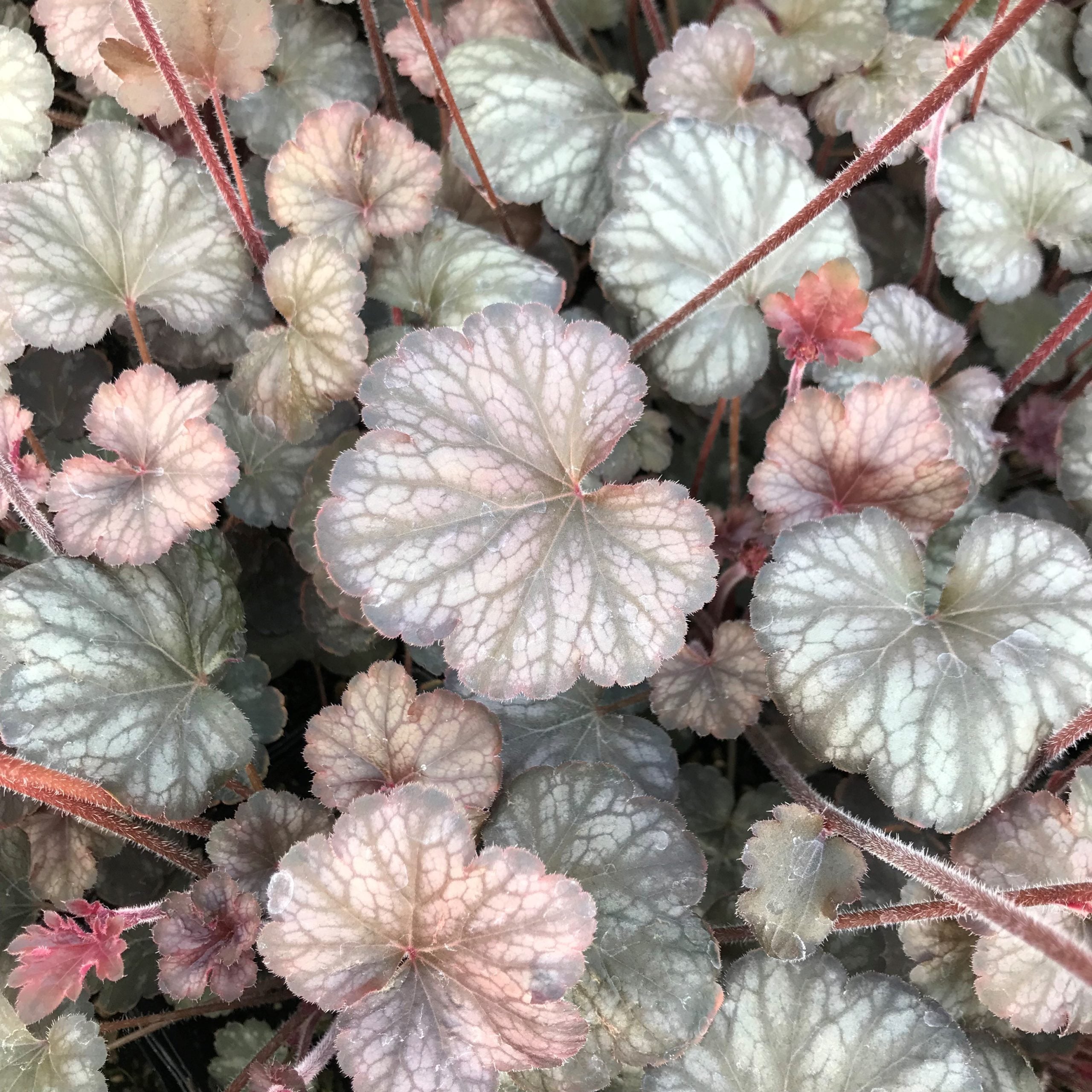 Heuchera 'Saturn' - Coral Bells (4.5" Pot) - Image 5
