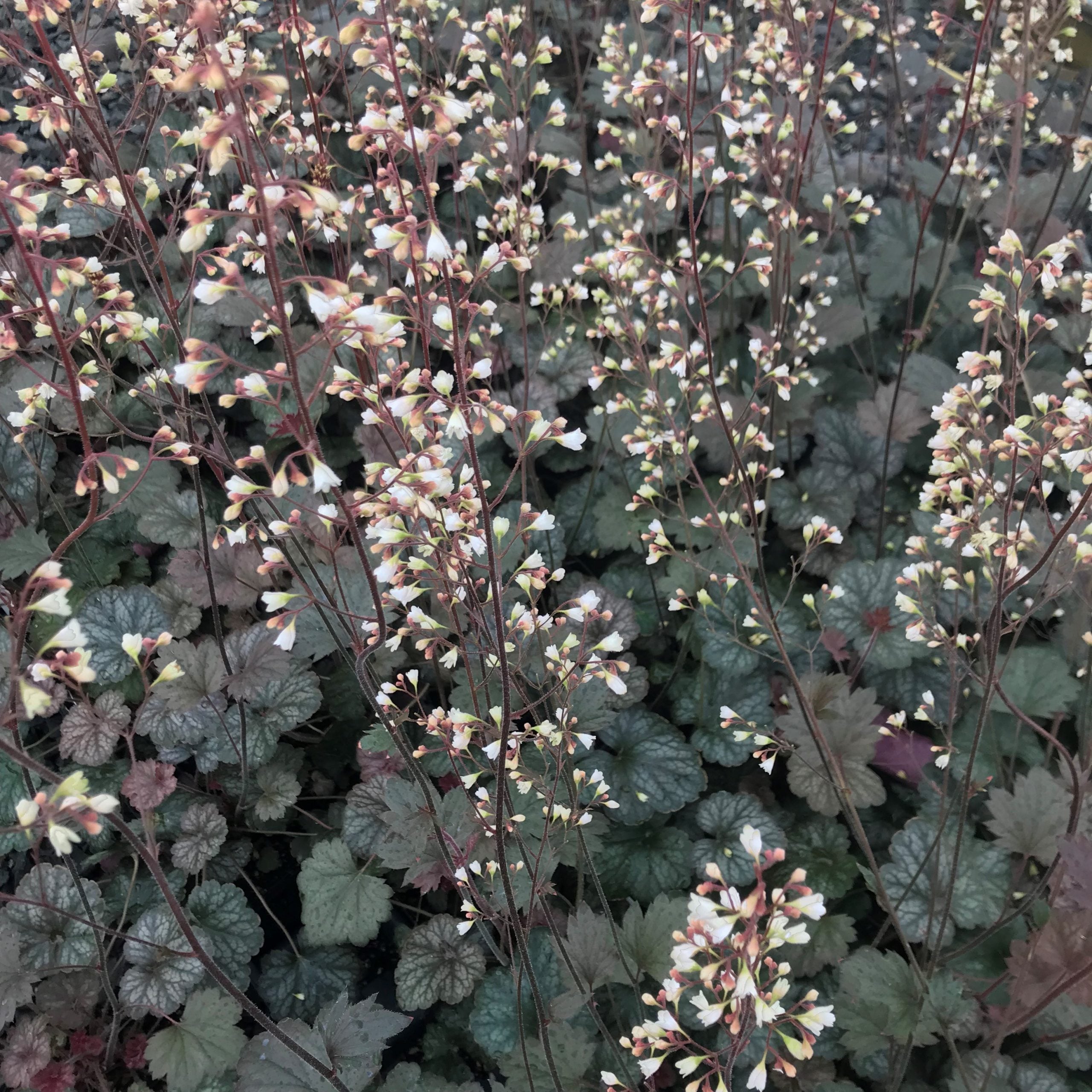 Heuchera 'Saturn' - Coral Bells (4.5" Pot) - Image 3