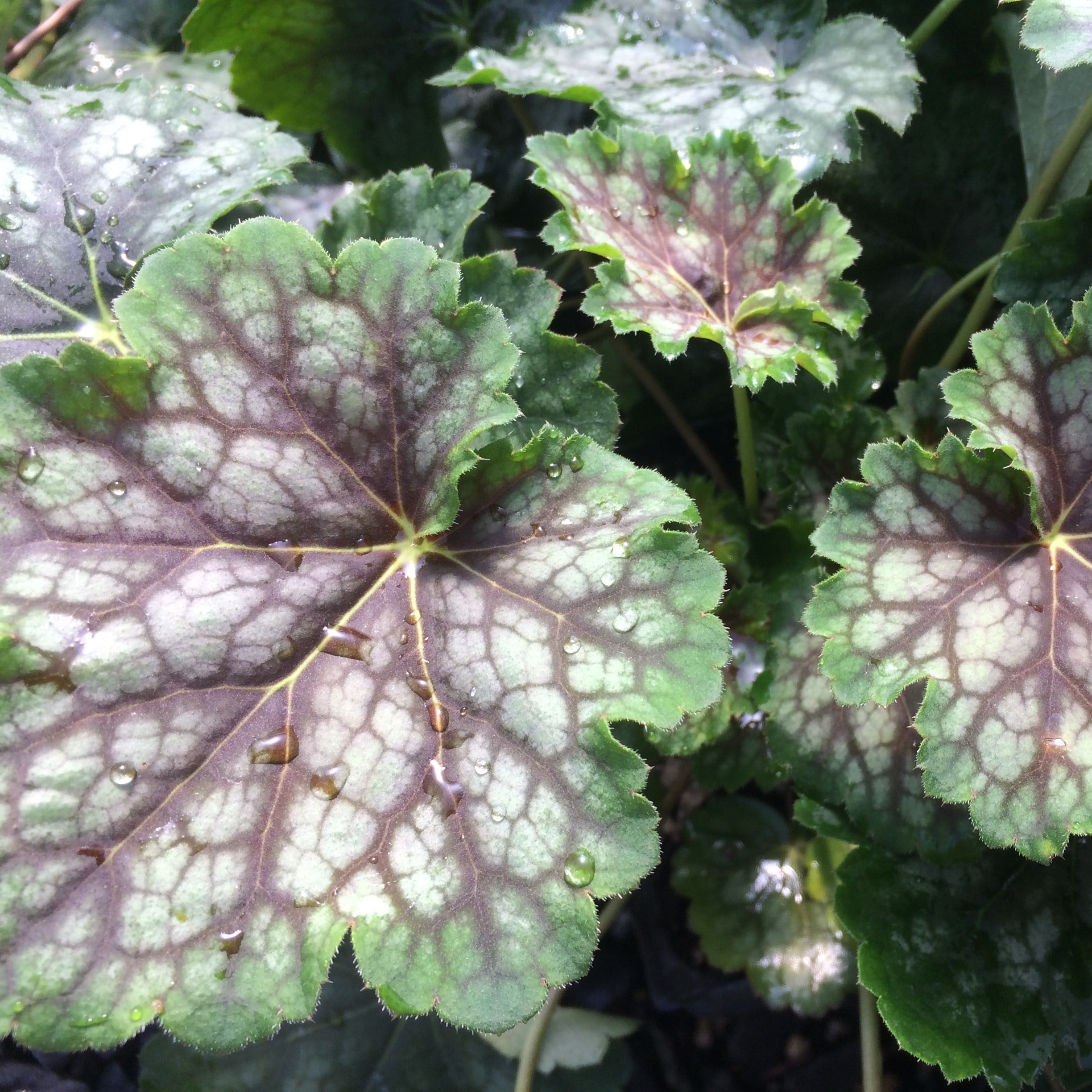 Heuchera americana Marvelous Marble™ Silver - Coral Bells (4" Pot) - Image 2