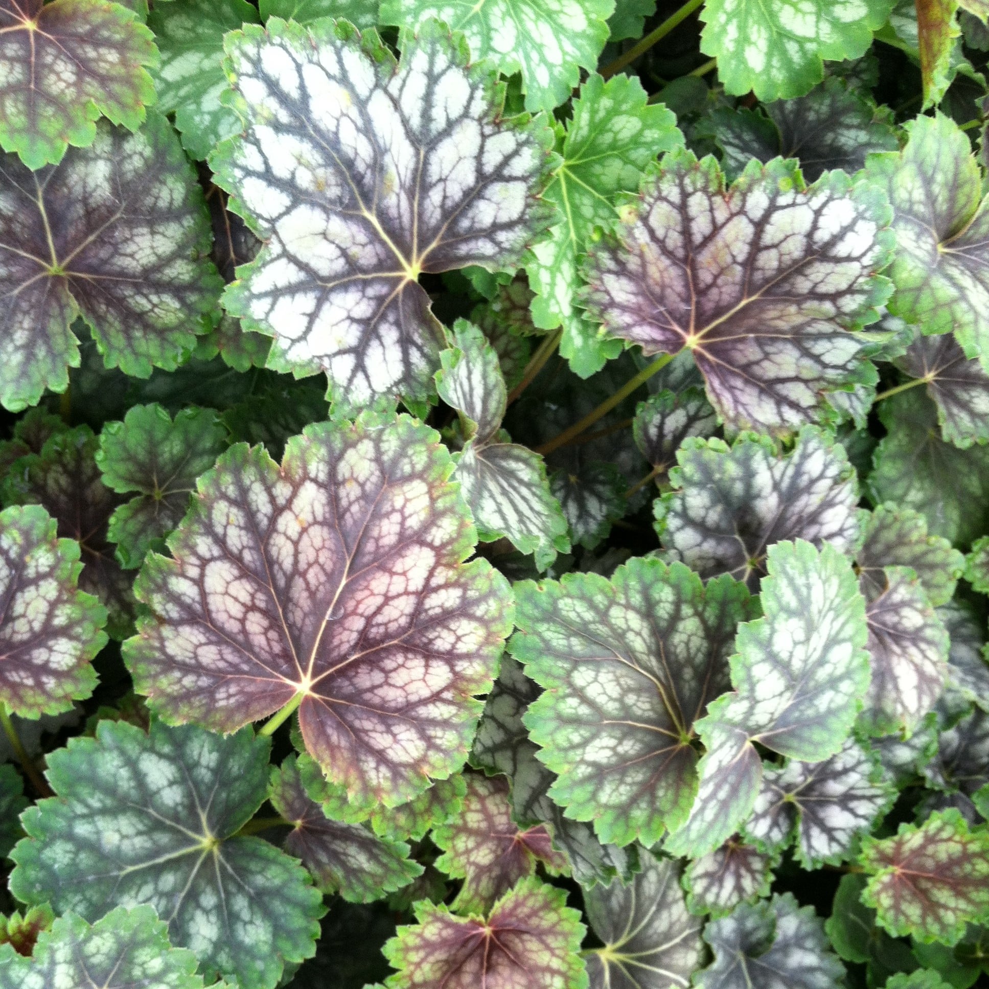 Heuchera americana Marvelous Marble™ Silver - Coral Bells (4" Pot)
