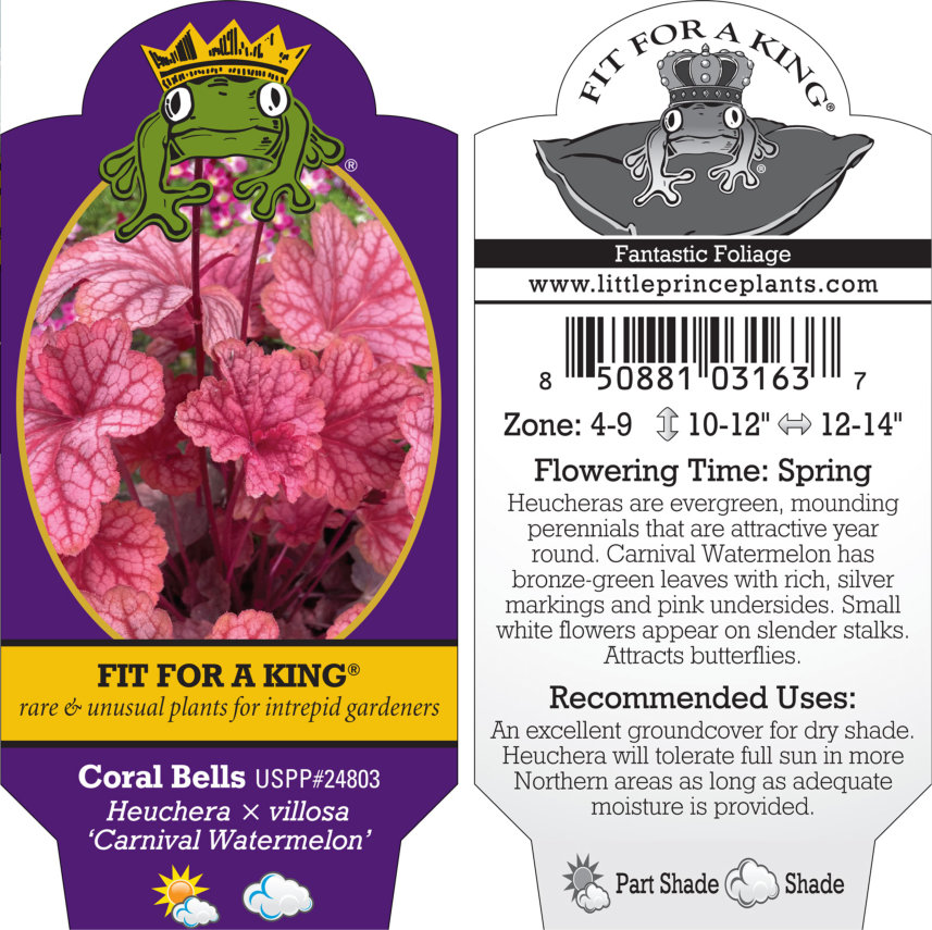 Heuchera x villosa 'Carnival Watermelon' - Coral Bells USPP #24,803 (4.5" Pot) - Image 7