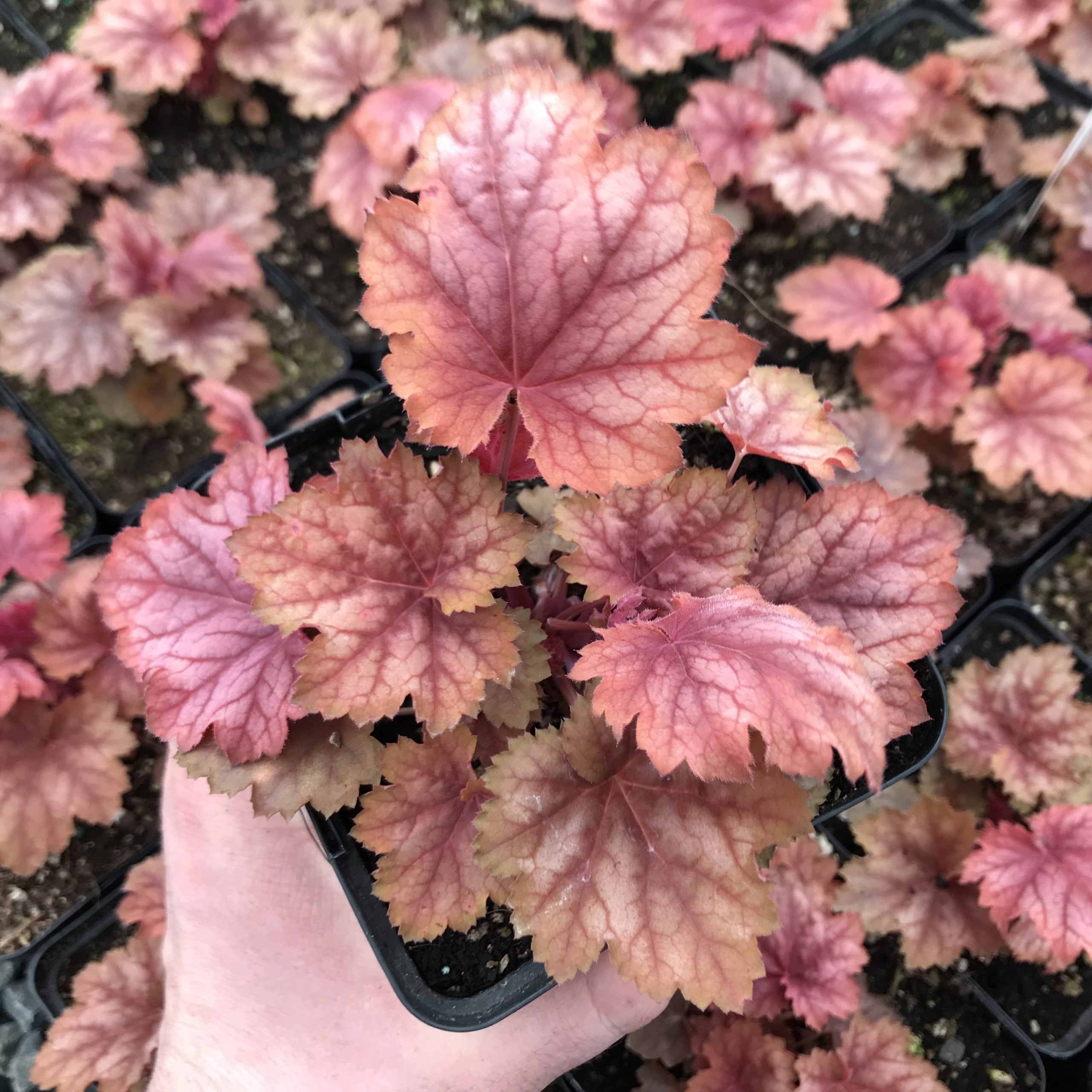 Heuchera x villosa 'Carnival Watermelon' - Coral Bells USPP #24,803 (4.5" Pot) - Image 3