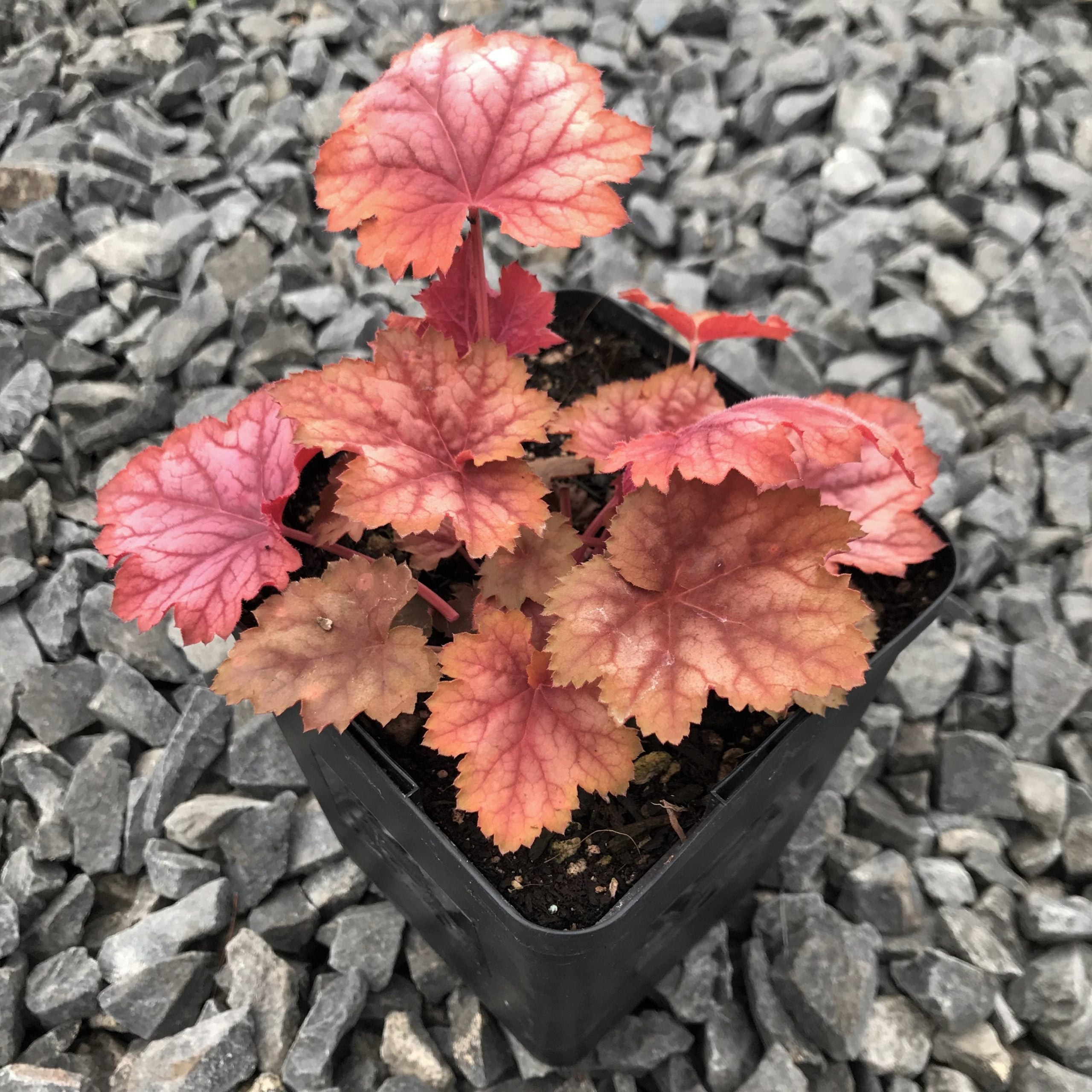 Heuchera x villosa 'Carnival Watermelon' - Coral Bells USPP #24,803 (4.5" Pot) - Image 5