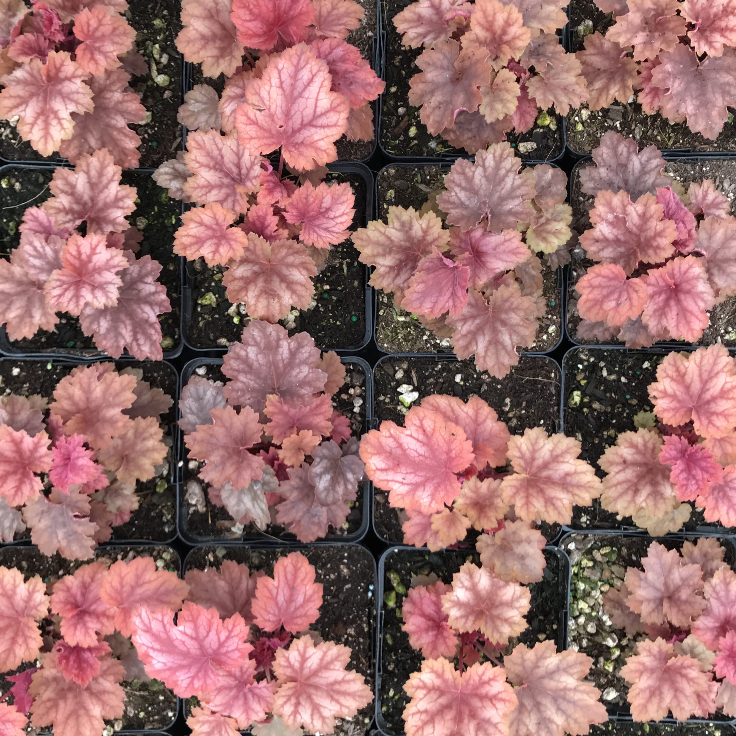 Heuchera x villosa 'Carnival Watermelon' - Coral Bells USPP #24,803 (4.5" Pot) - Image 6