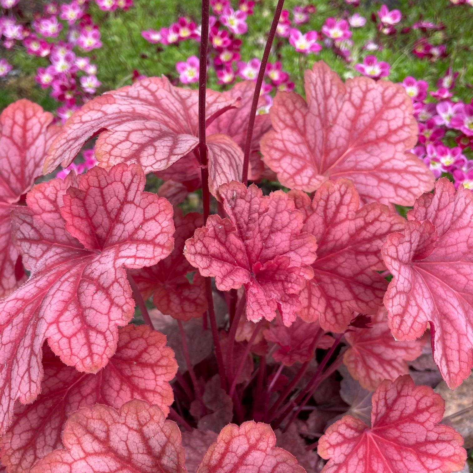 Heuchera x villosa 'Carnival Watermelon' - Coral Bells USPP #24,803 (4.5" Pot) - Image 2