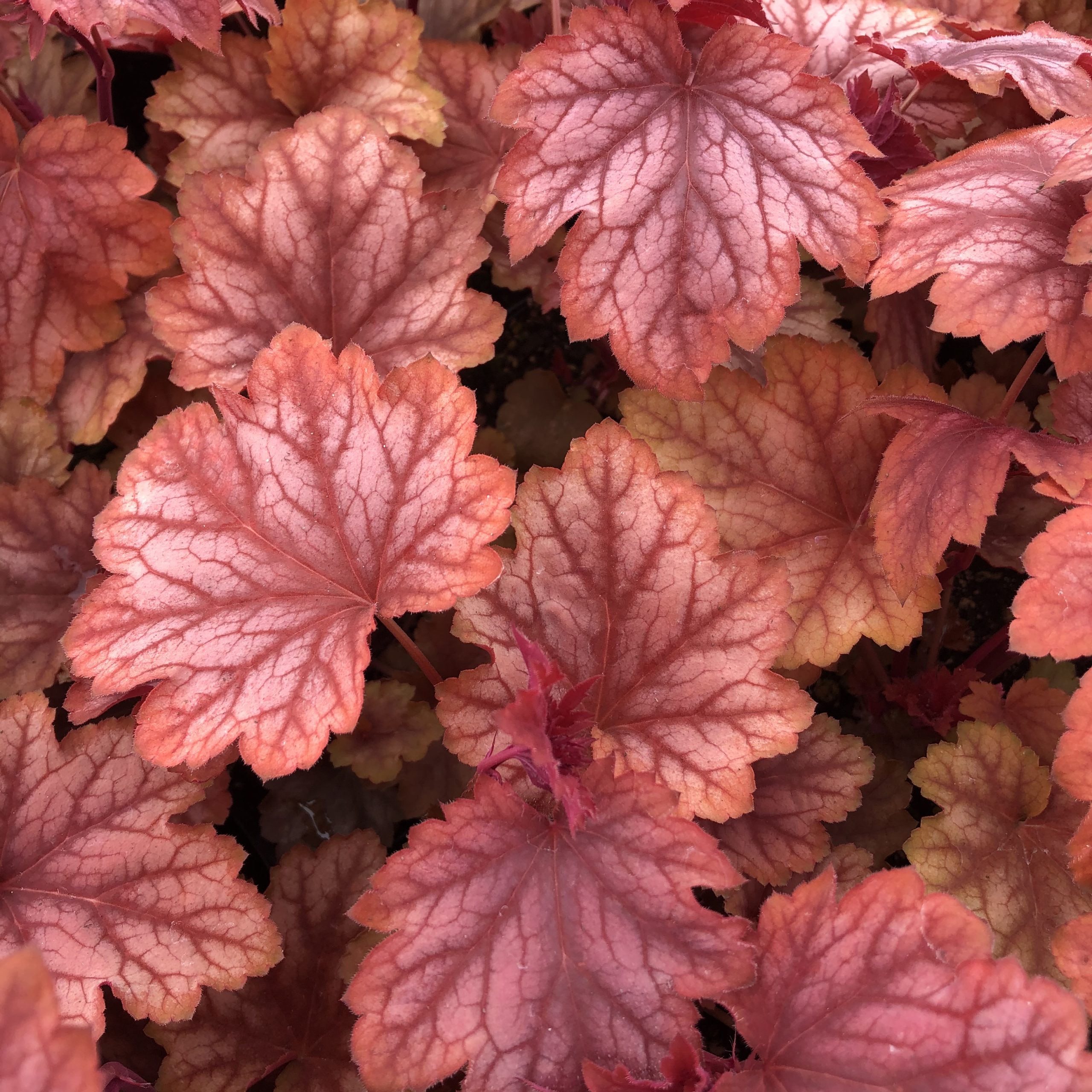 Heuchera x villosa 'Carnival Watermelon' - Coral Bells USPP #24,803 (4.5" Pot)