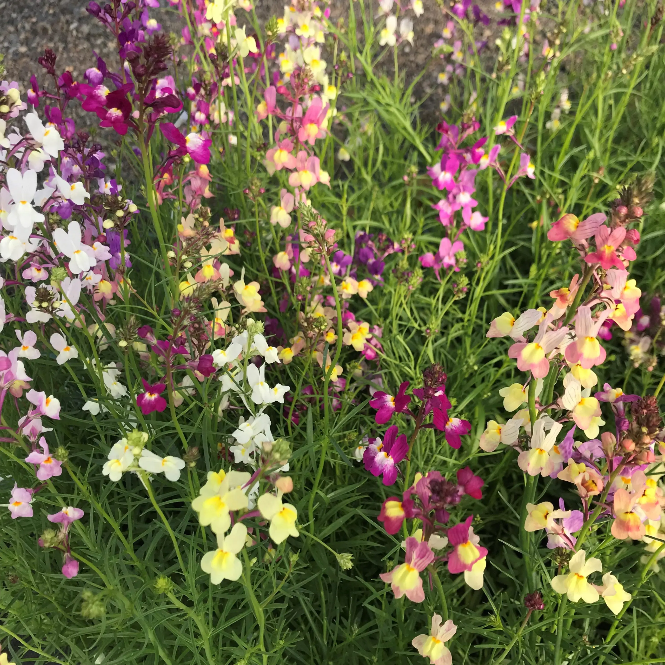 ✨お得15種MIX【356】エリン　フィリカ　マグノリア　雲竜　ソロモン　生花 Linaria maroccana 'Fairy Bouquet' - Toadflax (4