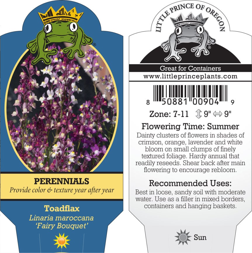 Linaria maroccana 'Fairy Bouquet' - Toadflax (4