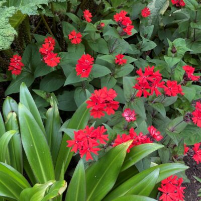 Lychnis x haageana 'Lumina Bronze Leaf Red' (4" Pot)