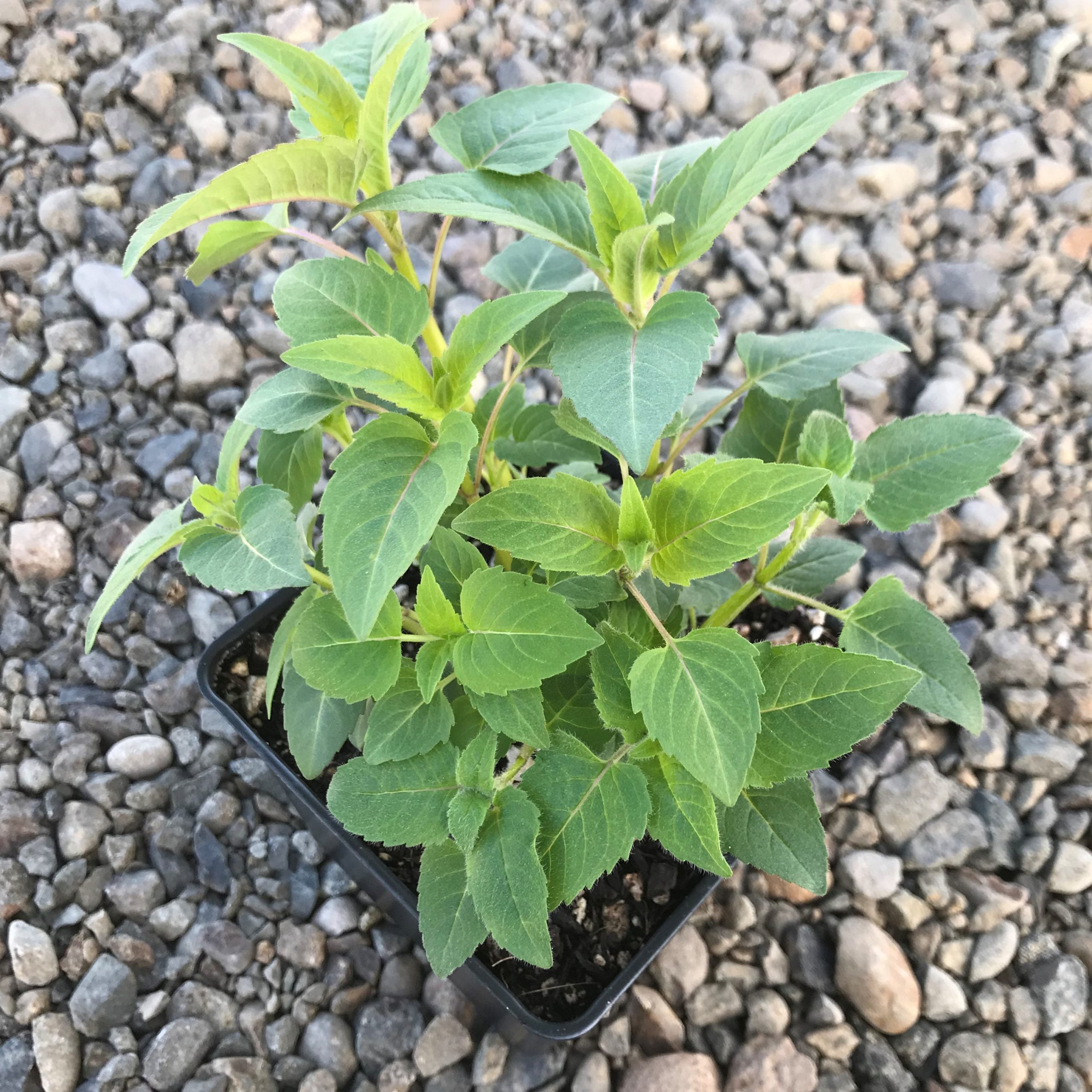 Monarda didyma 'Panorama Mix' - Bee Balm (4" Pot) - Image 9