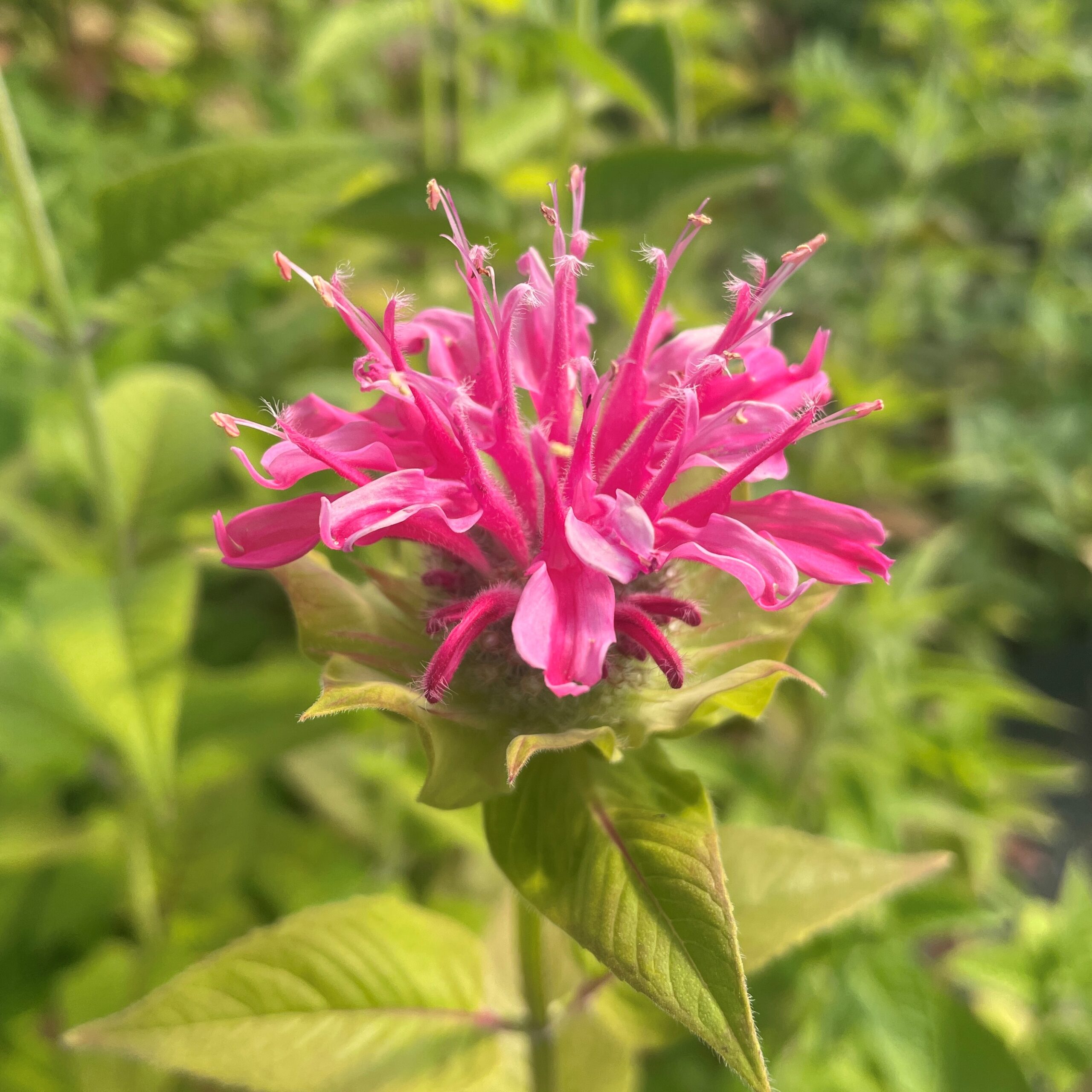 Monarda didyma 'Panorama Mix' - Bee Balm (4" Pot) - Image 7
