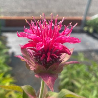 Monarda didyma 'Panorama Mix' - Bee Balm (4" Pot)