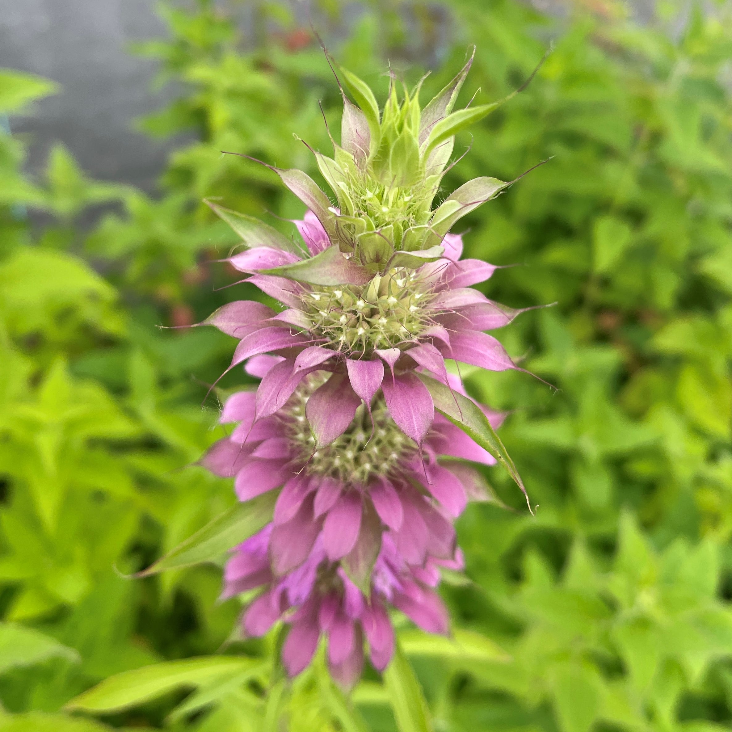 Monarda didyma 'Panorama Mix' - Bee Balm (4" Pot) - Image 2